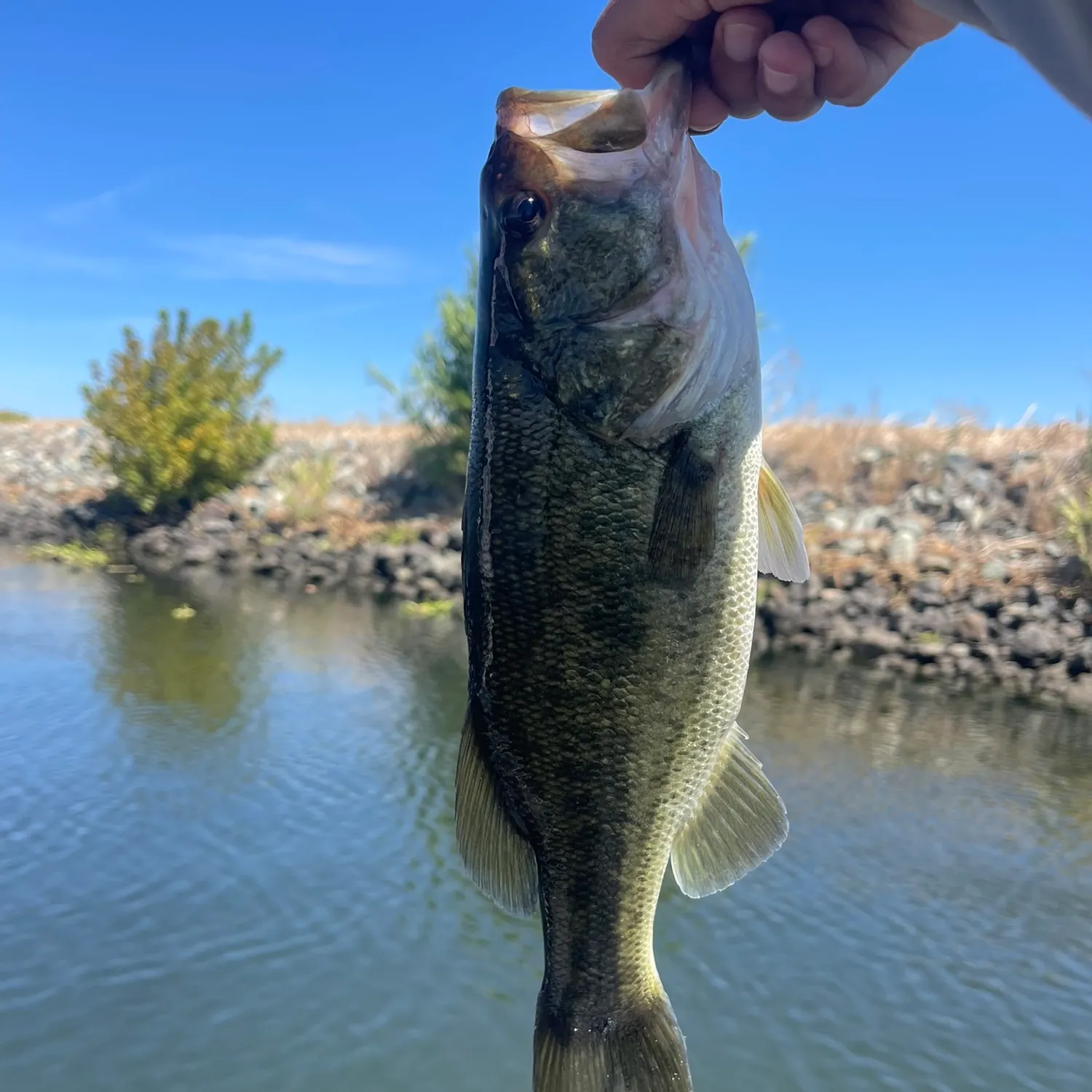 Largemouth bass caught on Fishbrain