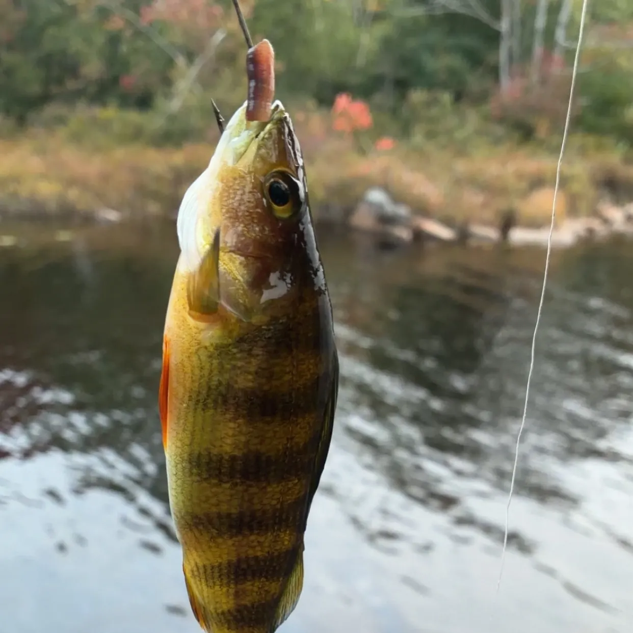 Yellow perch caught on Fishbrain