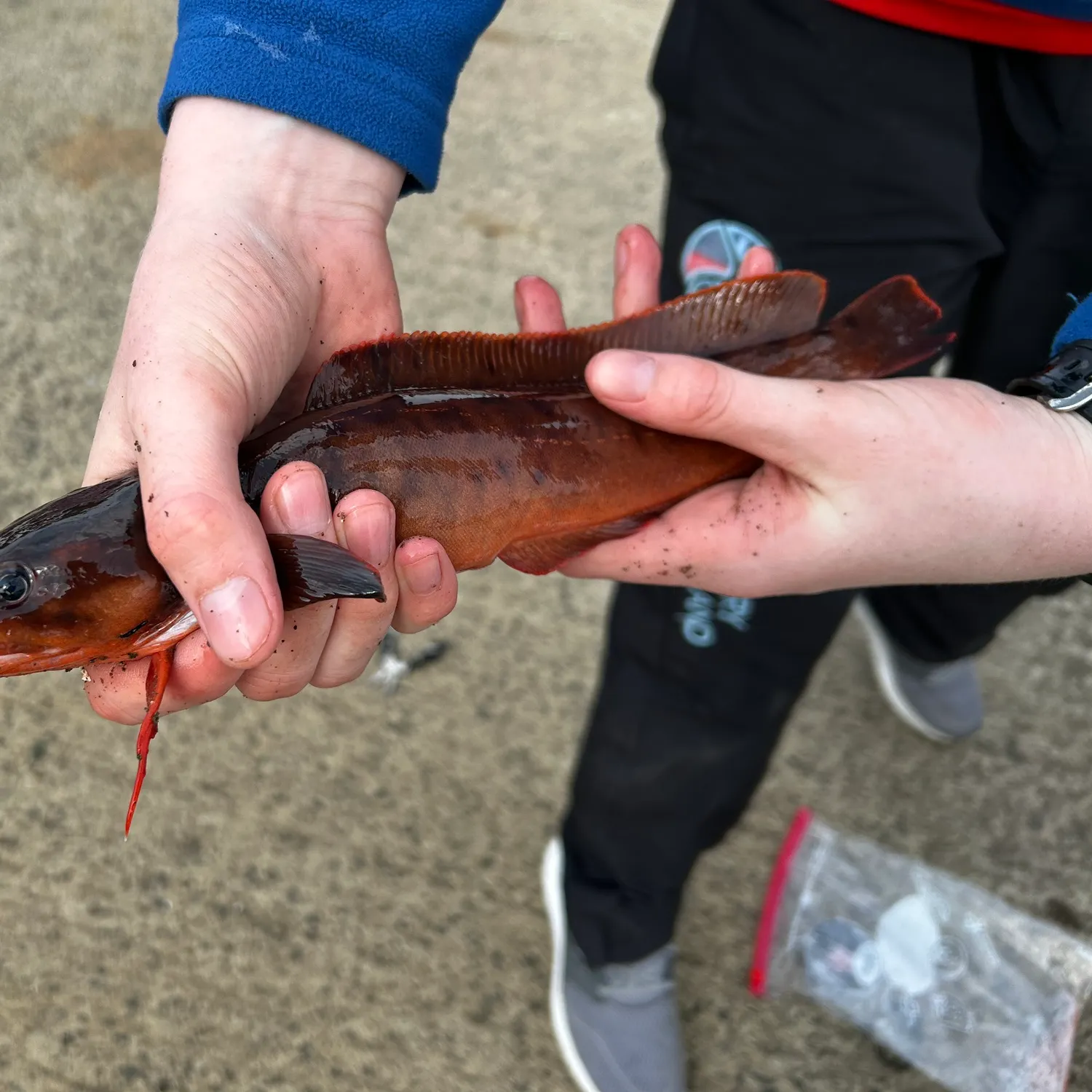 The most popular recent Three-bearded rockling catch on Fishbrain