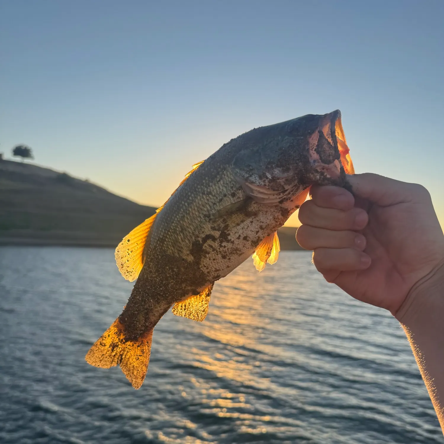 Fish caught on Fishbrain