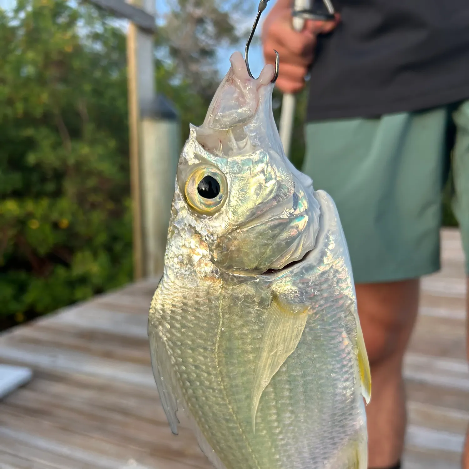 The most recent Irish mojarra catches on Fishbrain