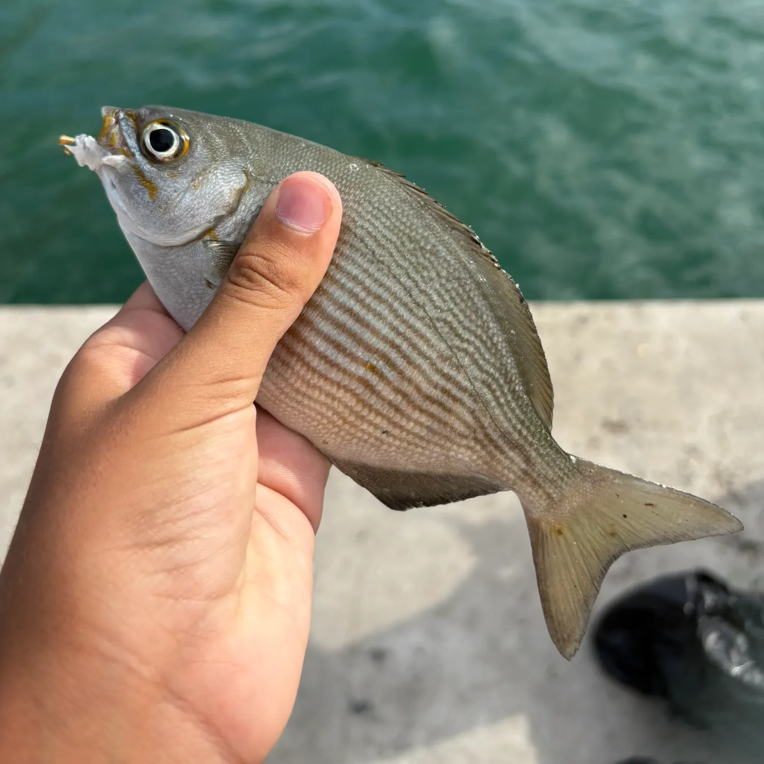 The most recent Brassy chub catches on Fishbrain