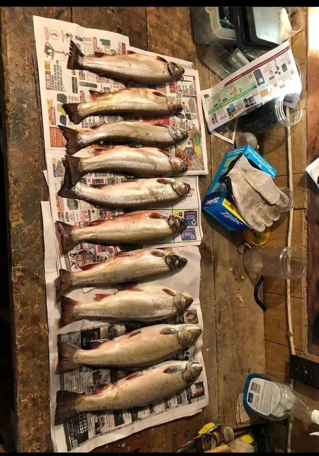 recently logged catches