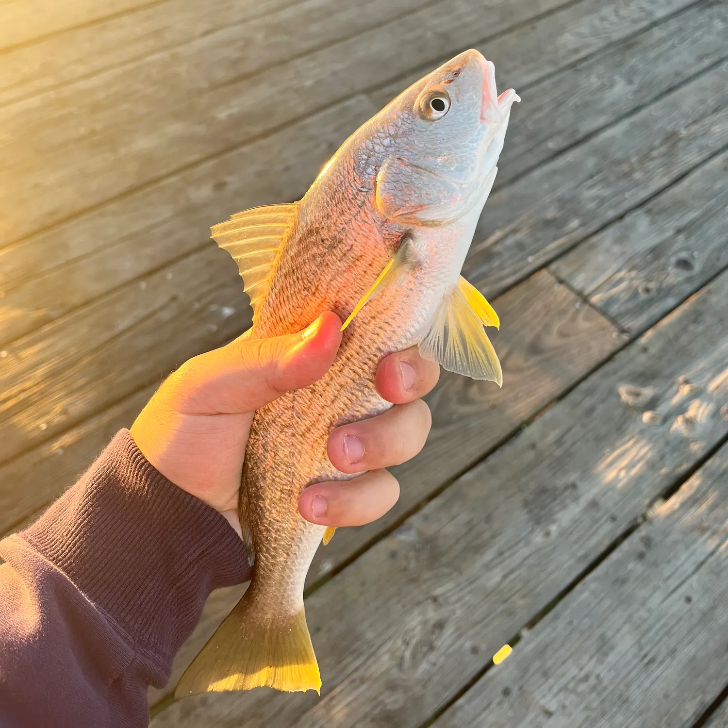 The most recent Yellowfin croaker catches on Fishbrain