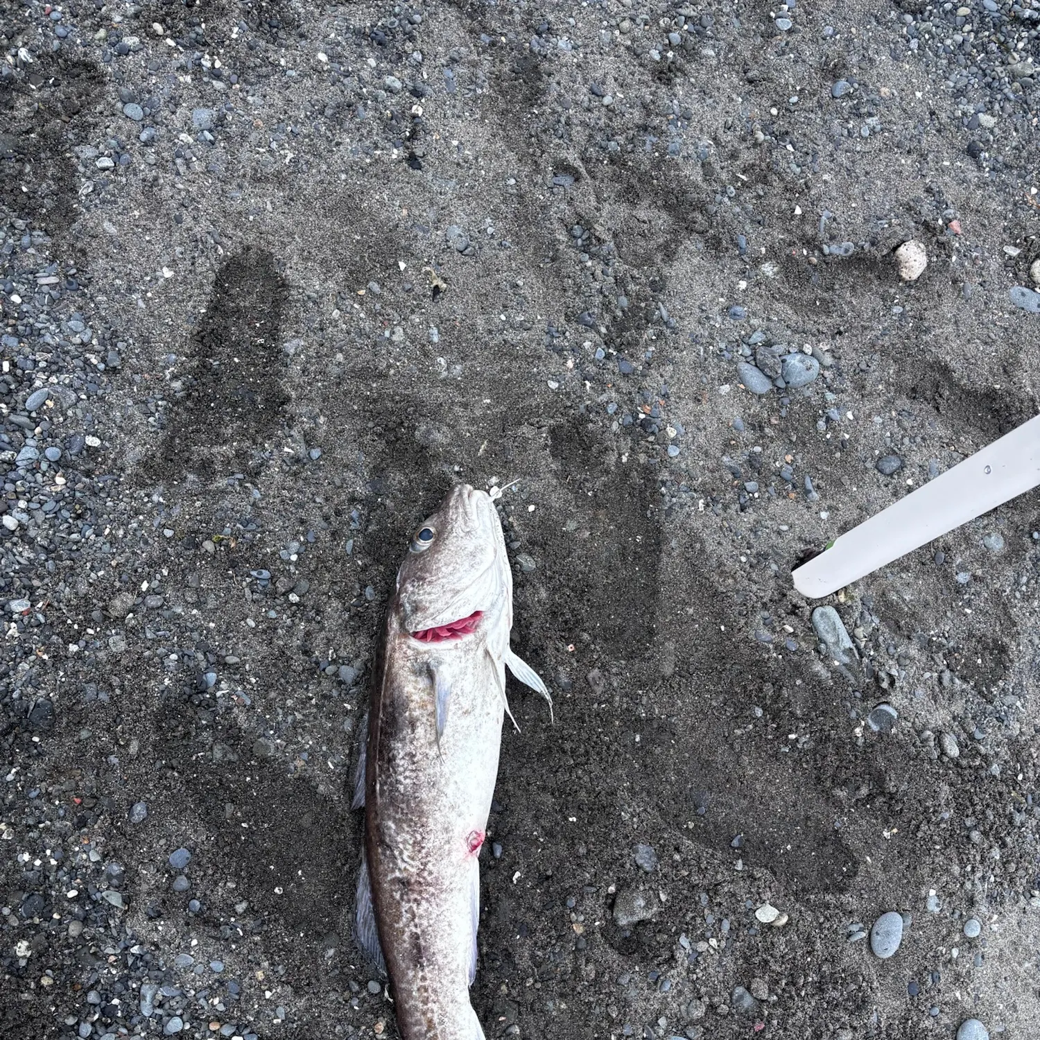 The most recent Alaska pollock catches on Fishbrain
