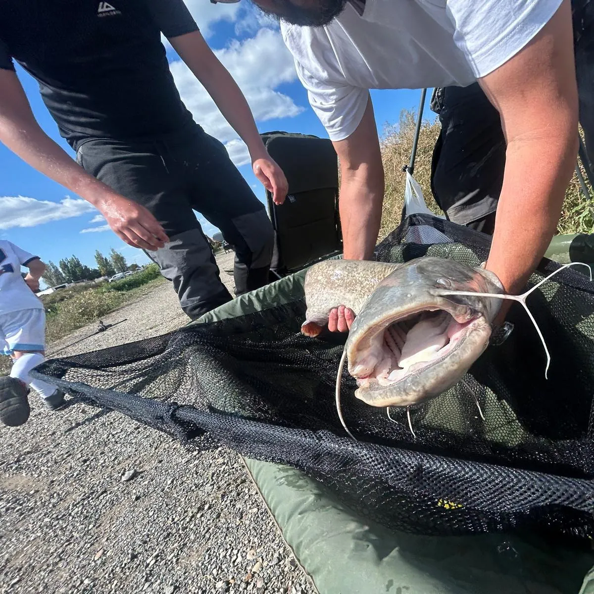 Channel catfish caught on Fishbrain