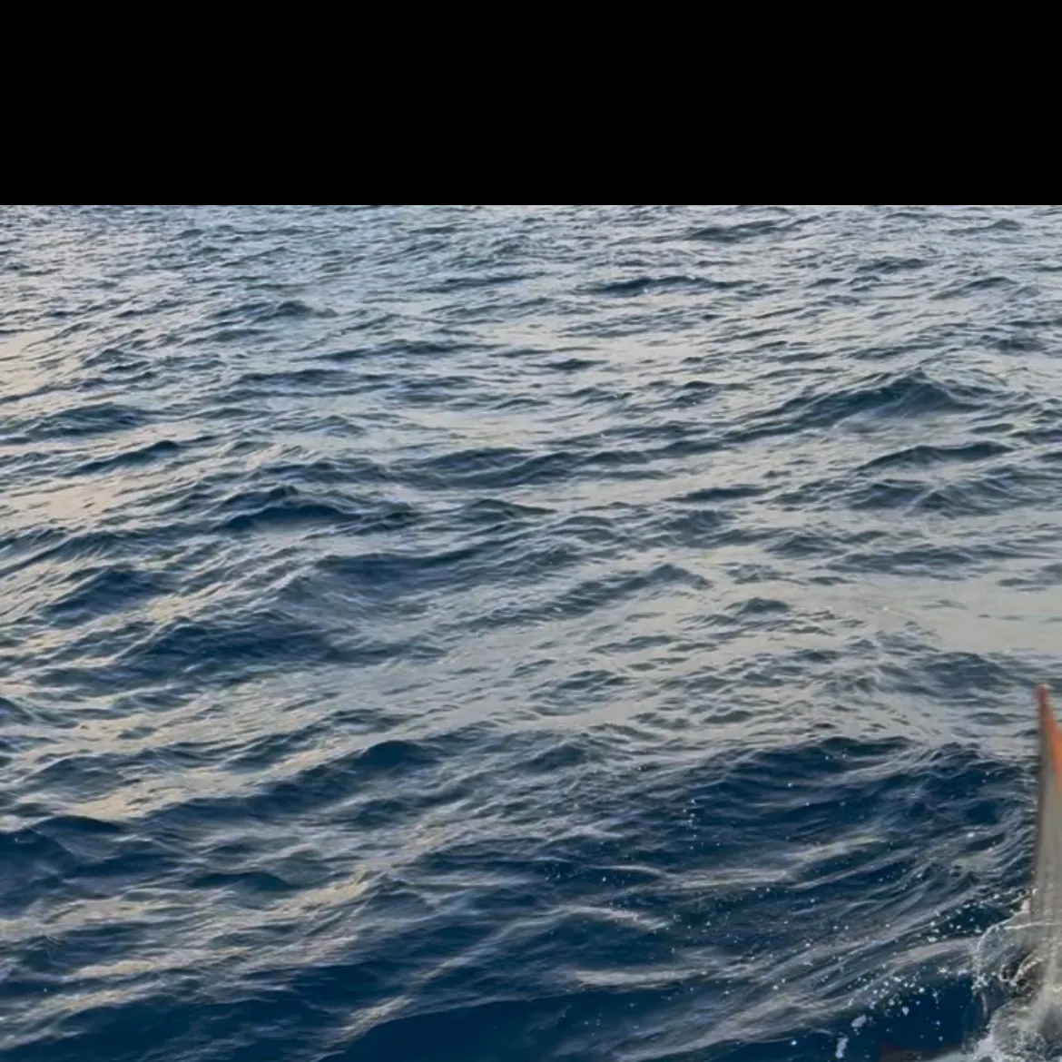 The most recent Tiger shark catches on Fishbrain