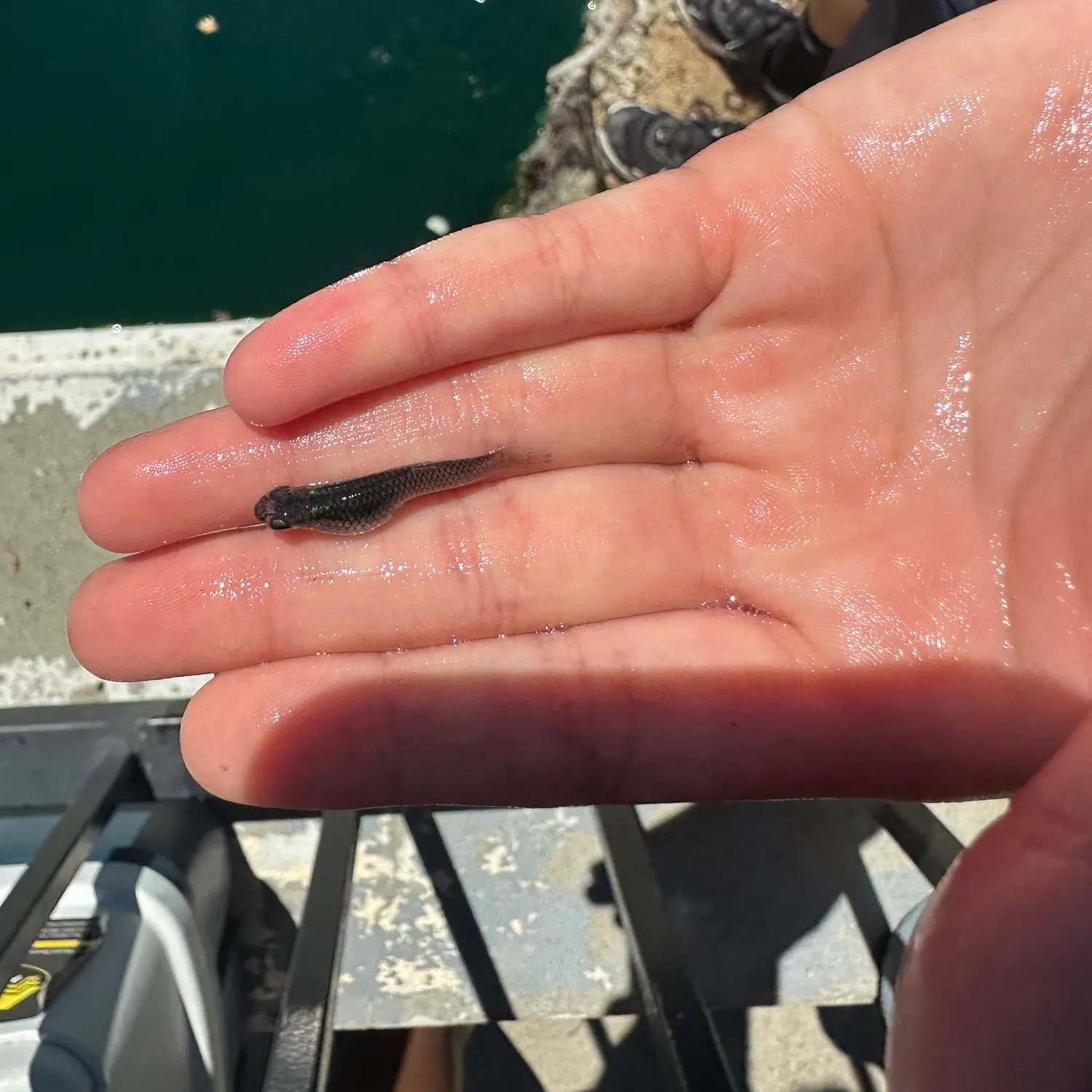 Western mosquitofish caught on Fishbrain