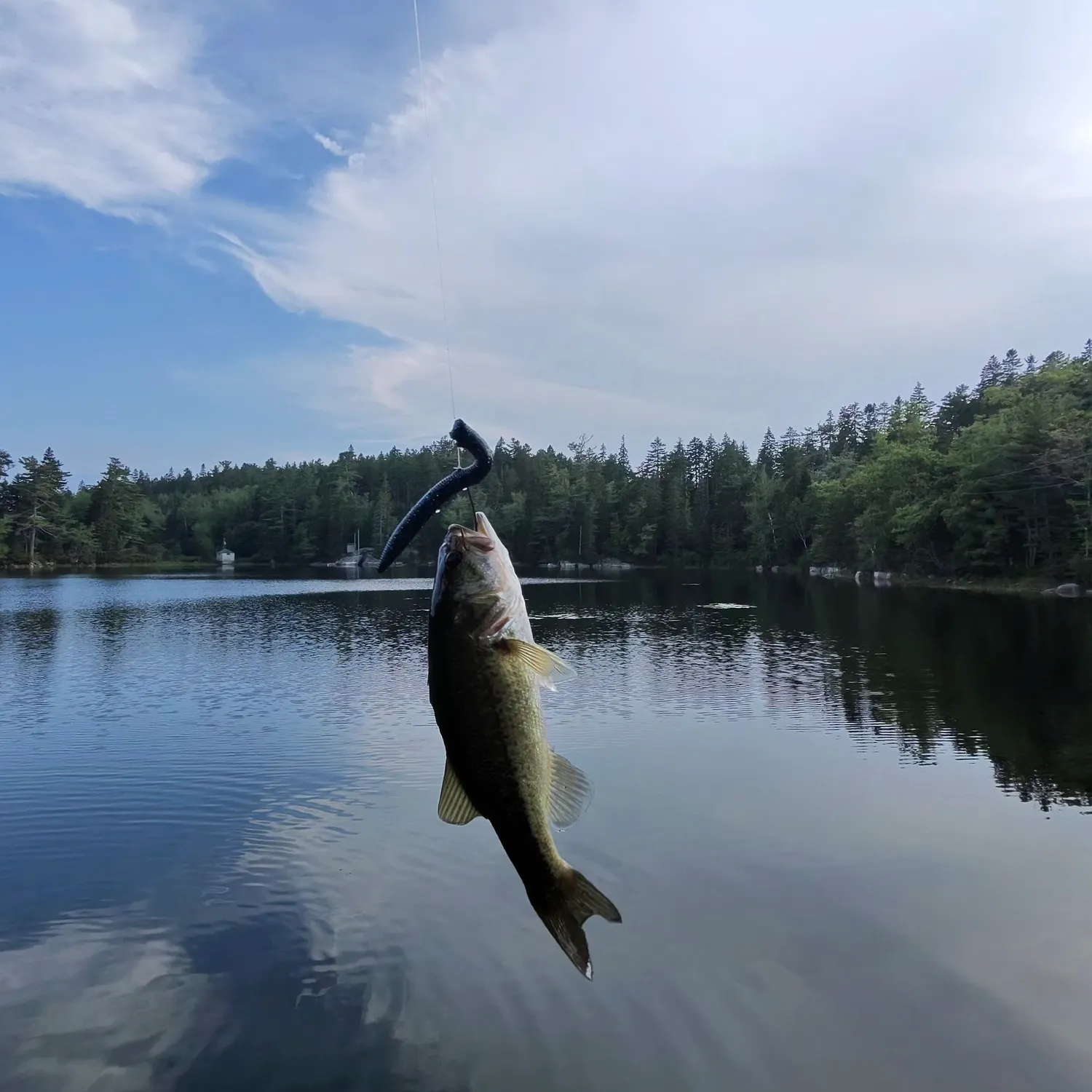 Largemouth bass caught on Fishbrain