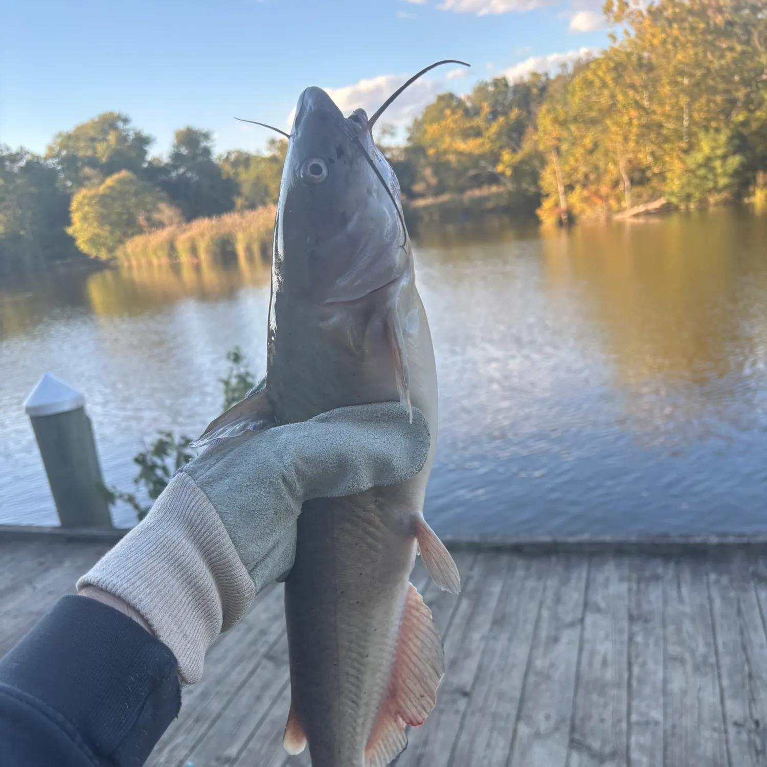 Channel catfish caught on Fishbrain