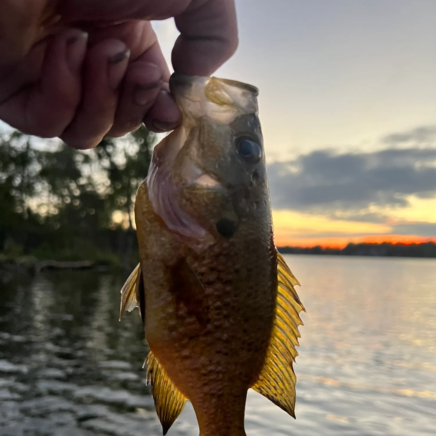 Warmouth caught on Fishbrain