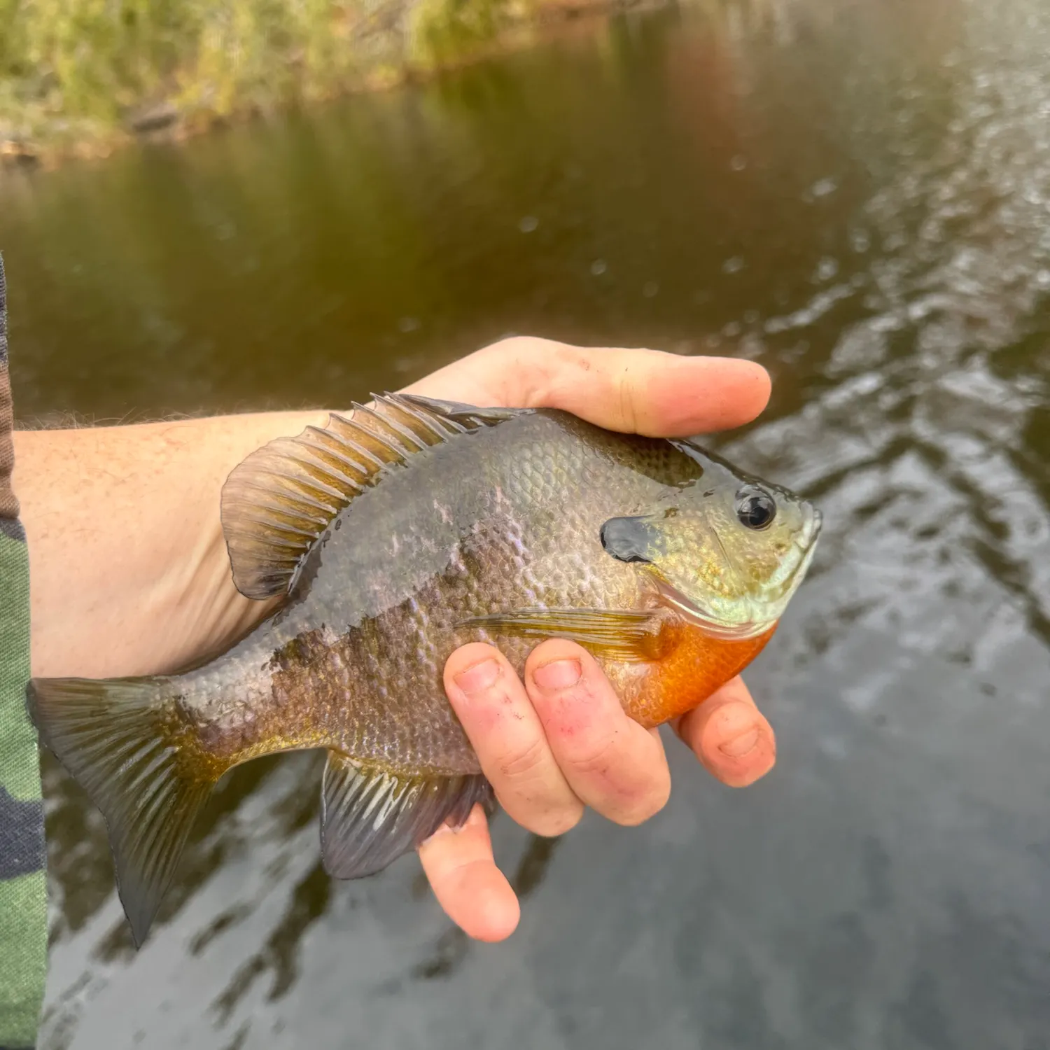 Bluegill caught on Fishbrain