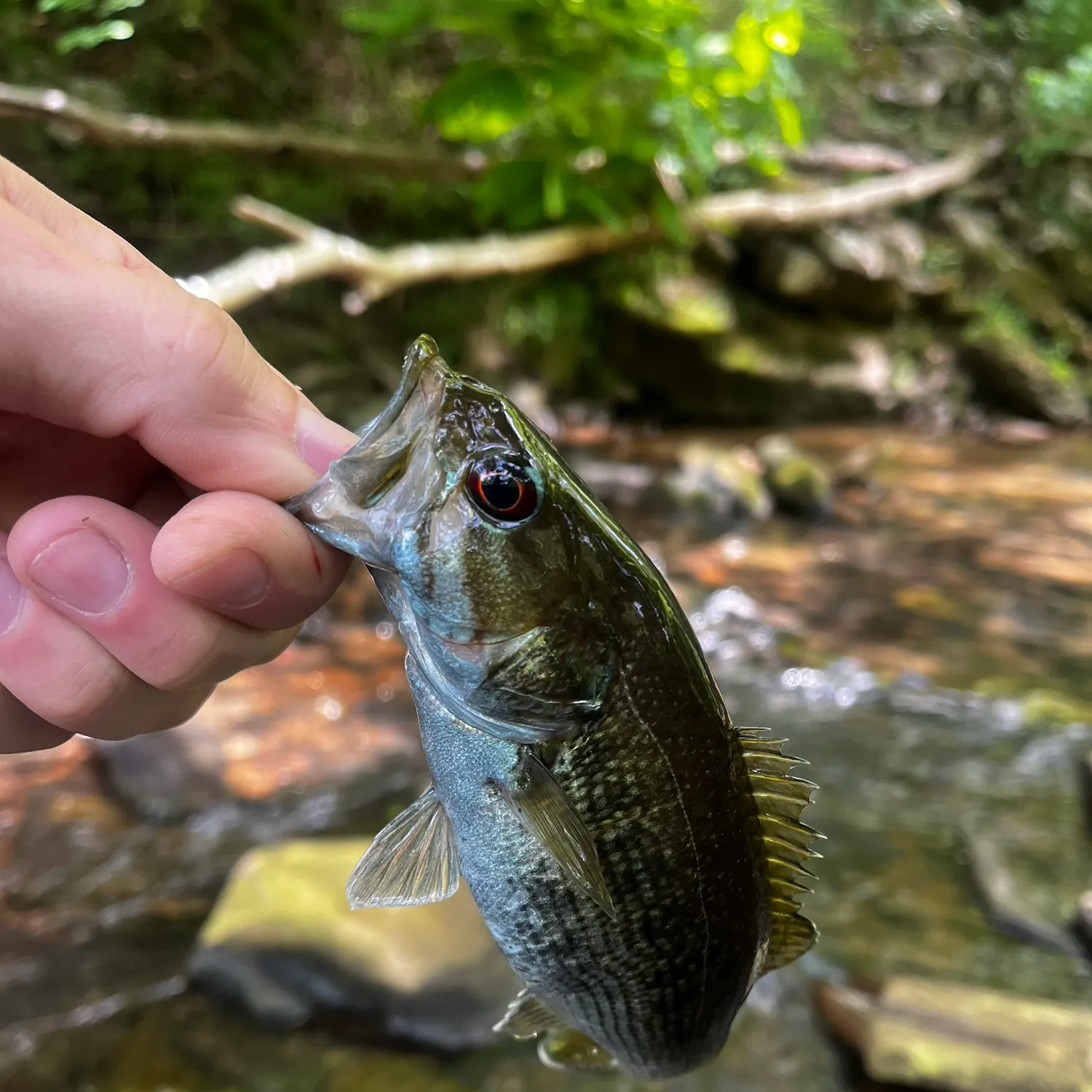 The most recent Cahaba bass catches on Fishbrain