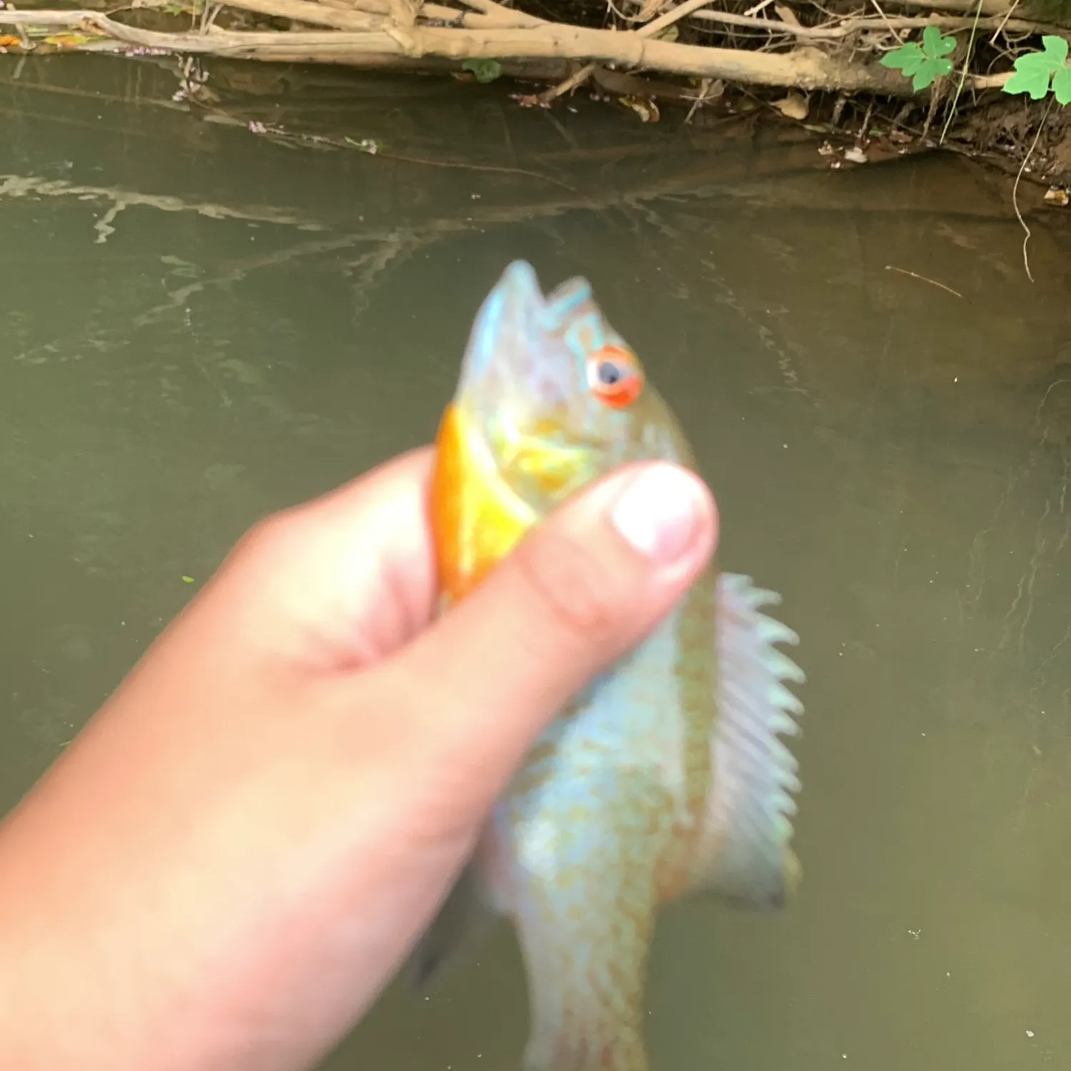 The most recent Redbreast sunfish catches on Fishbrain