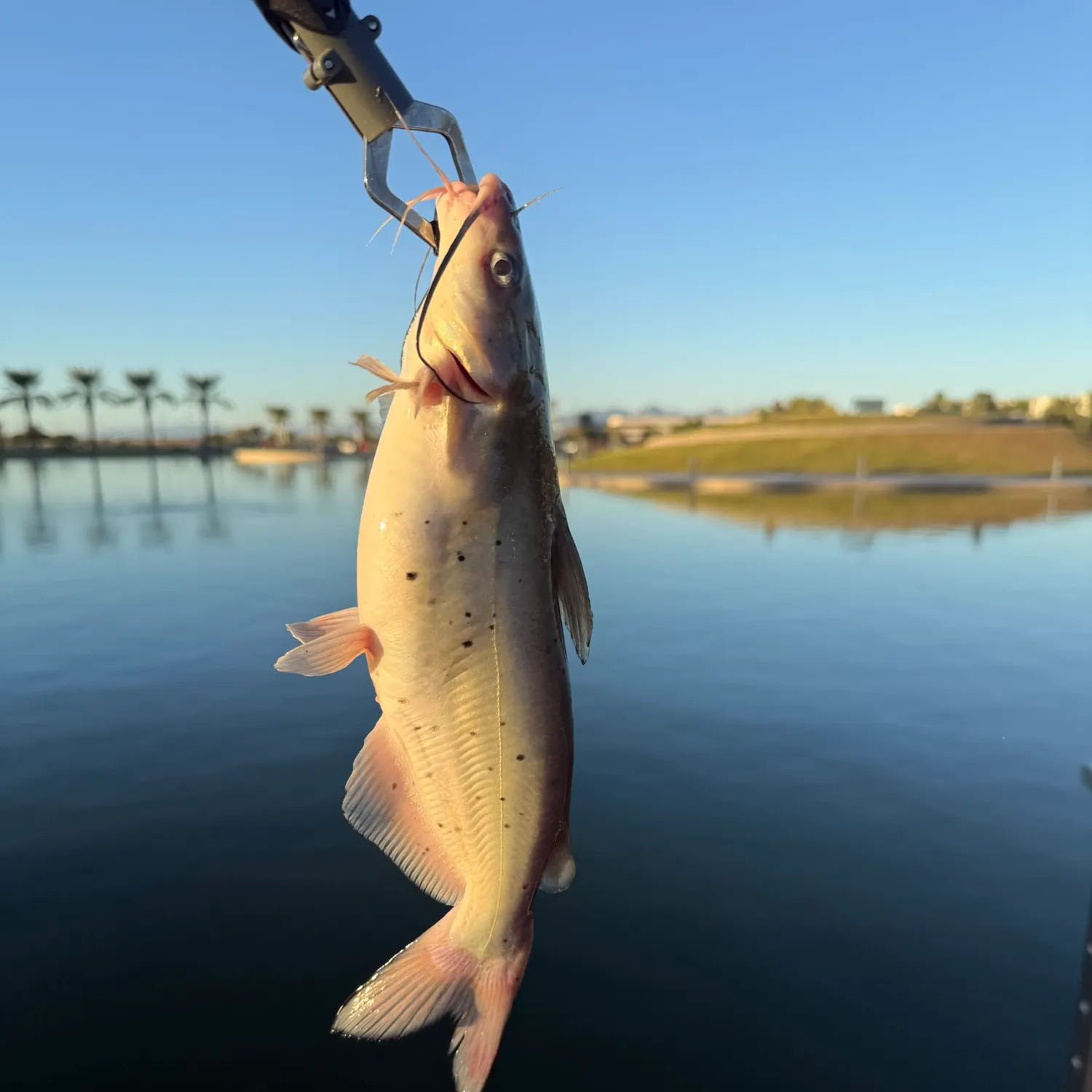 Channel catfish caught on Fishbrain