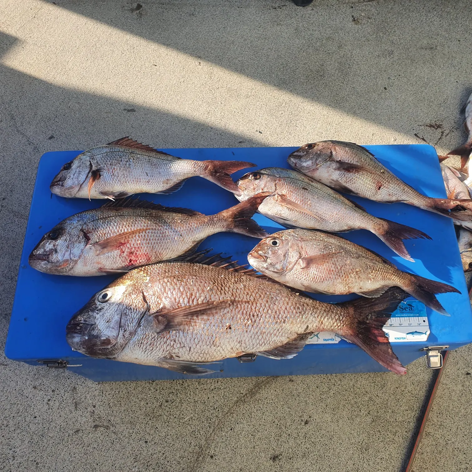 recently logged catches