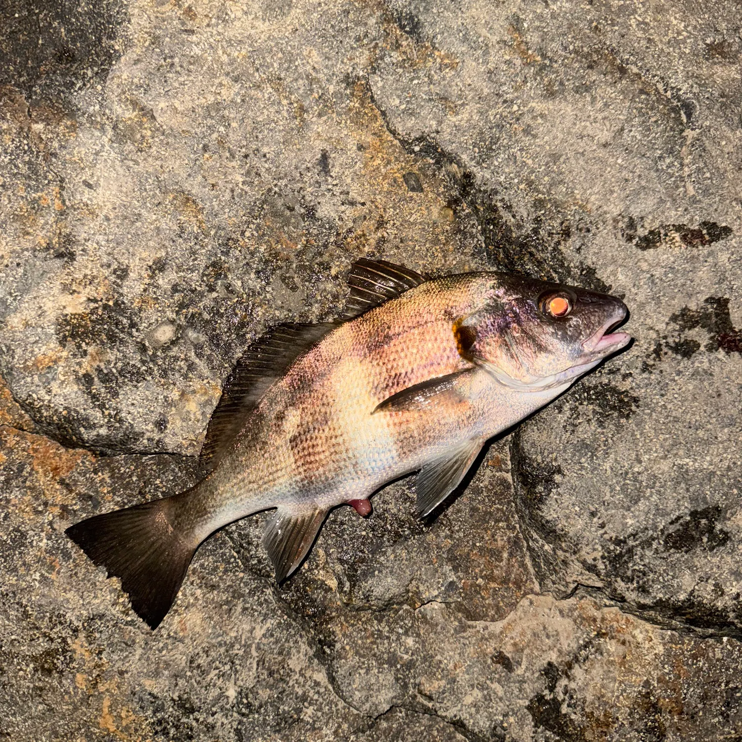 The most recent Black croaker catches on Fishbrain