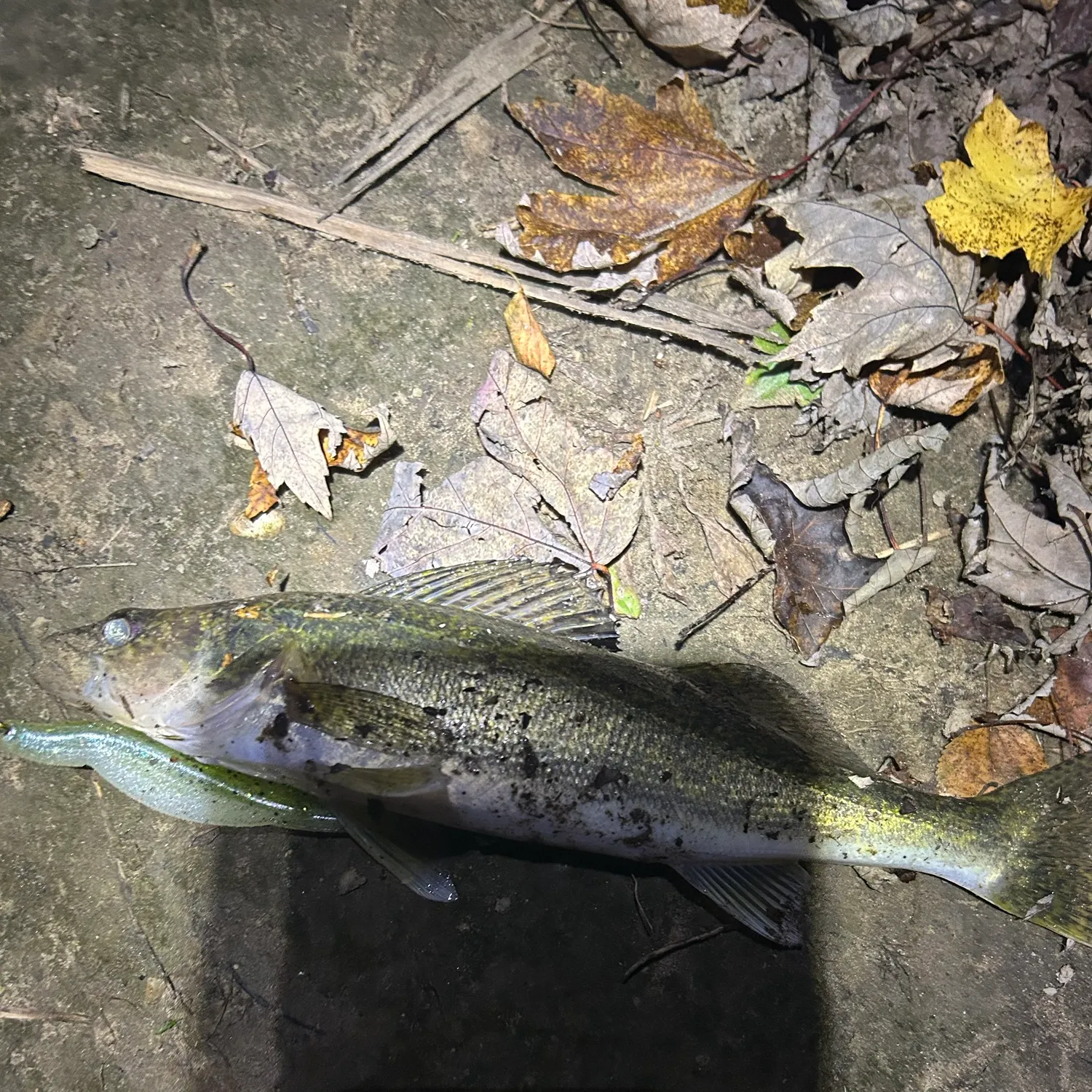 Walleye caught on Fishbrain