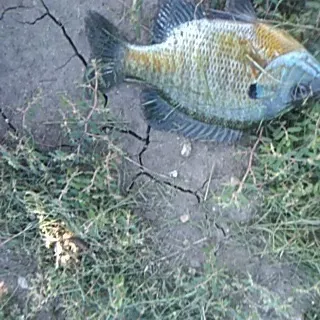 Bluegill caught on Fishbrain