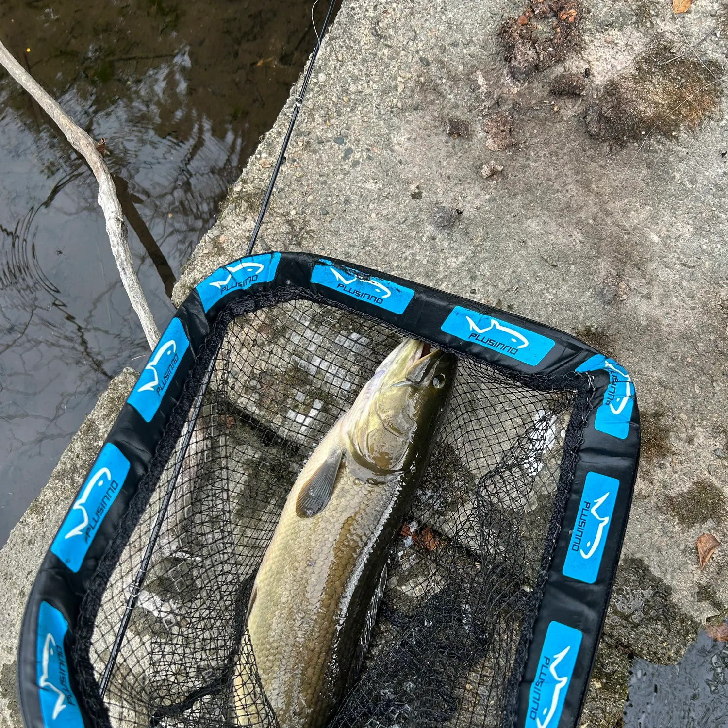 The most recent Eyetail bowfin catches on Fishbrain