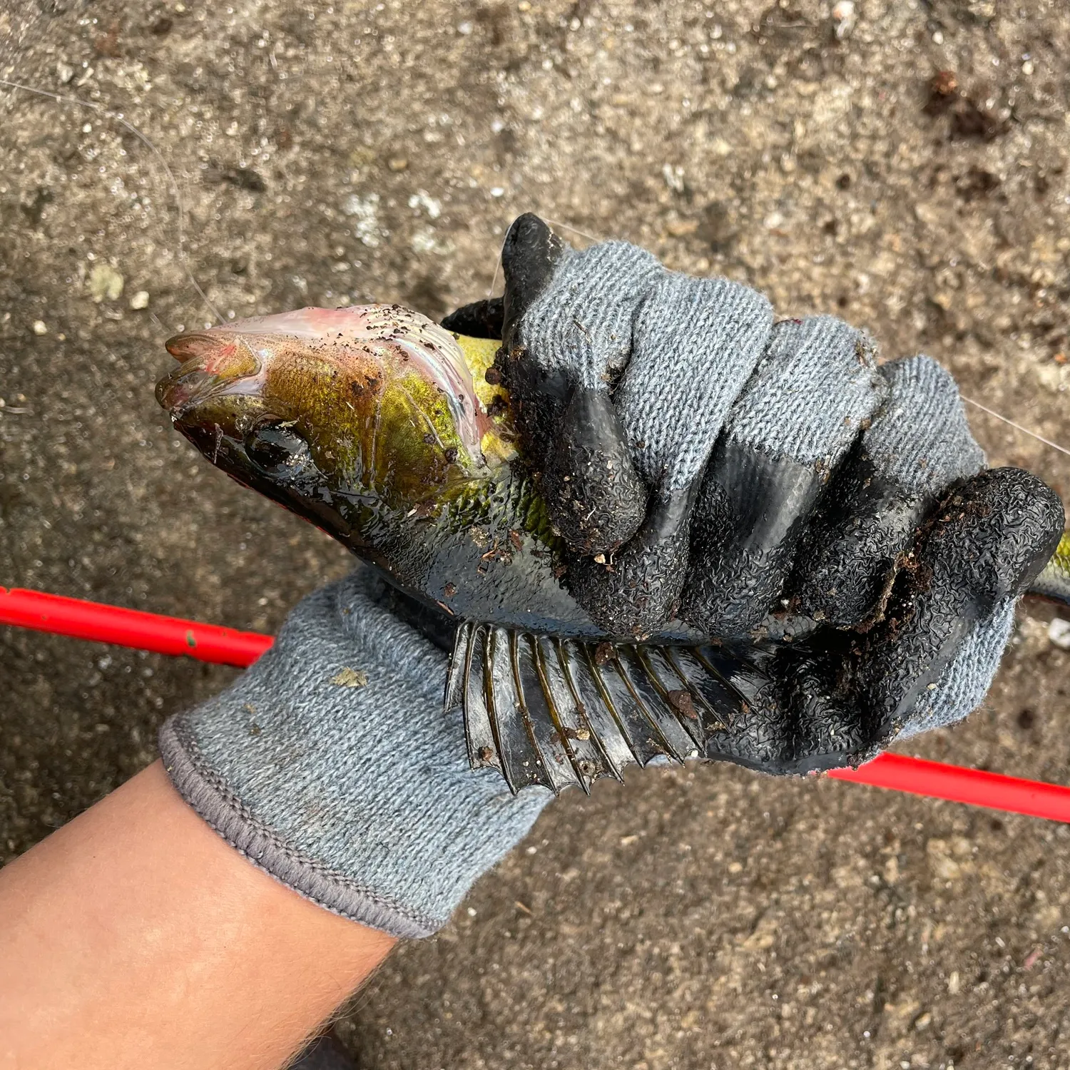 Yellow perch caught on Fishbrain
