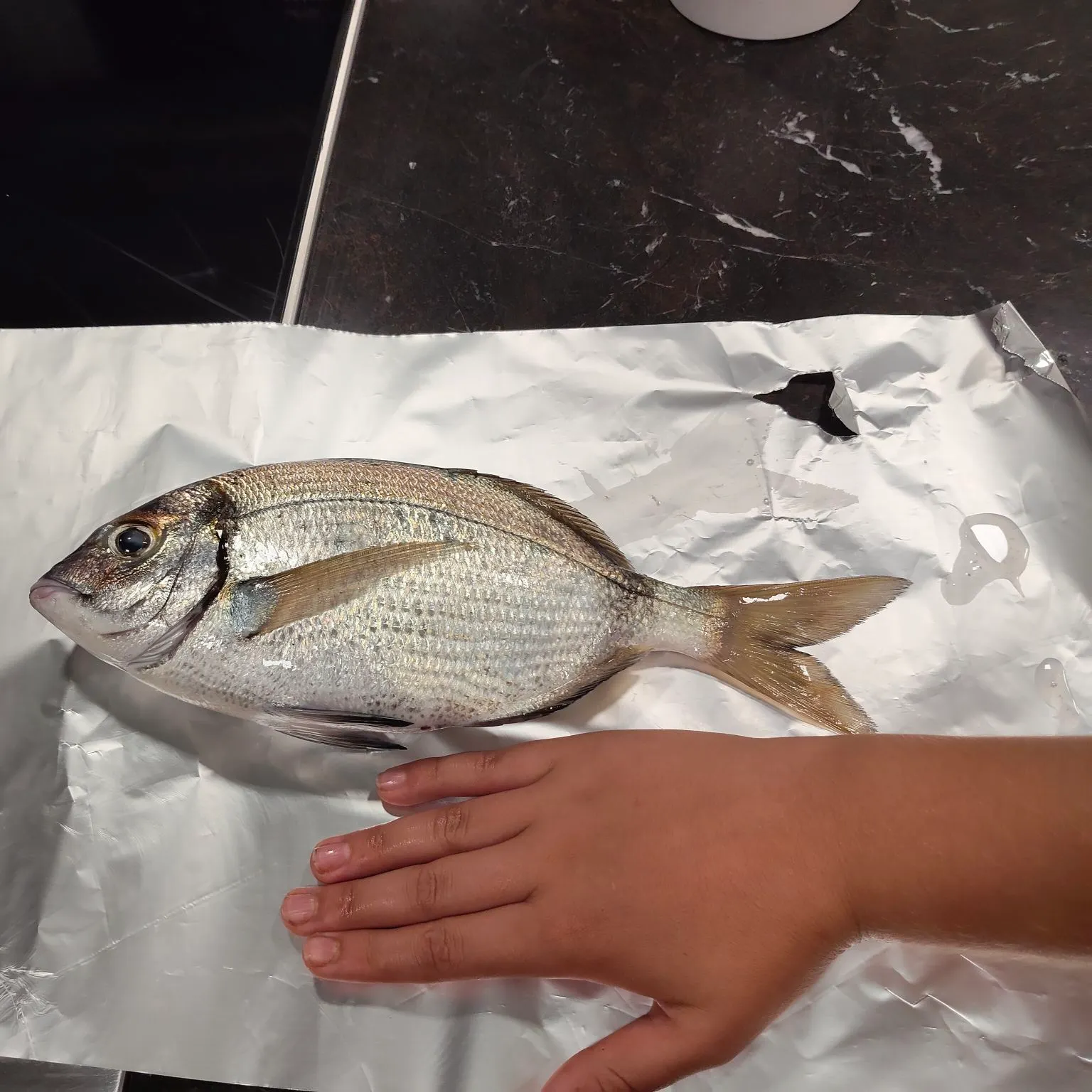 White seabream caught on Fishbrain