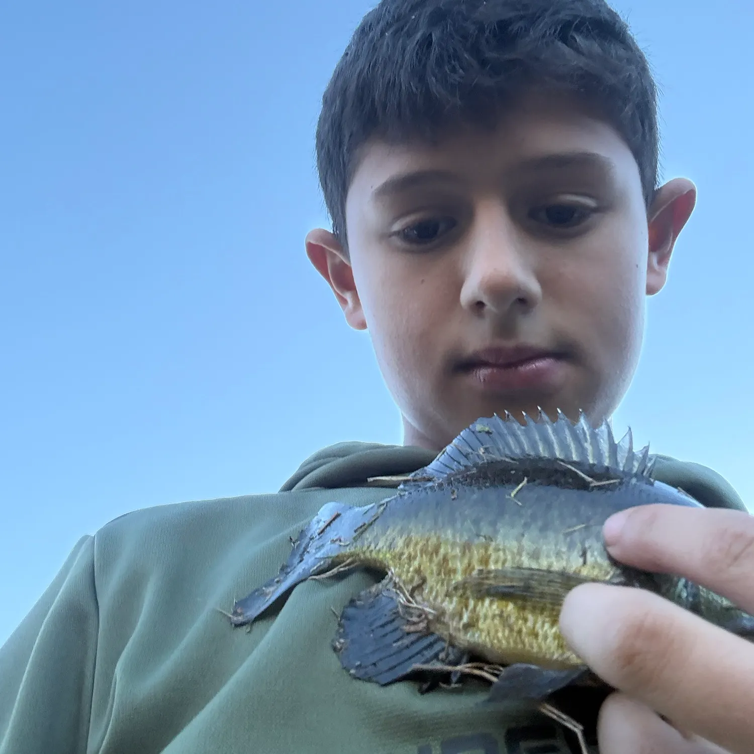 Bluegill caught on Fishbrain