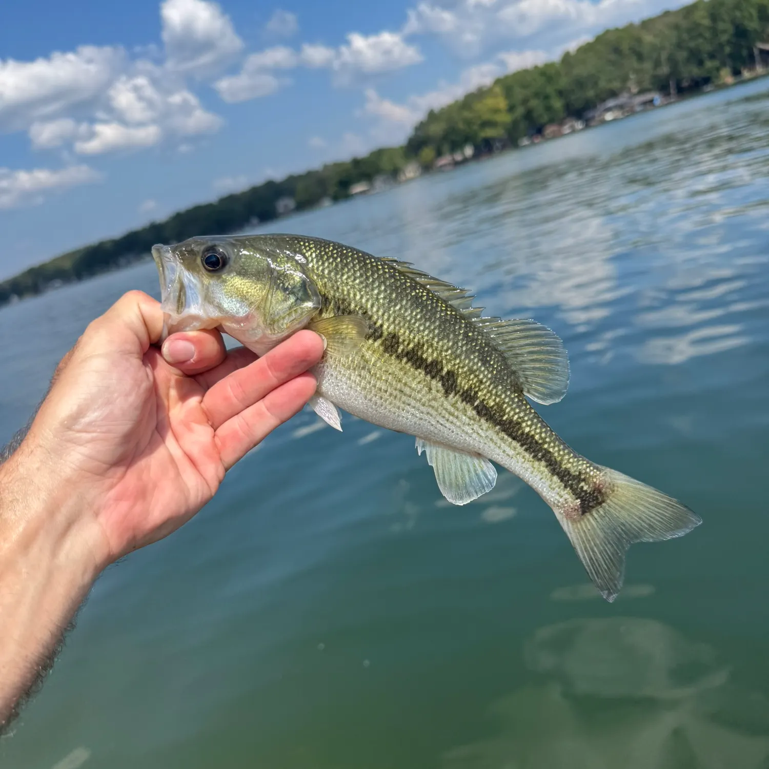 Spotted bass caught on Fishbrain