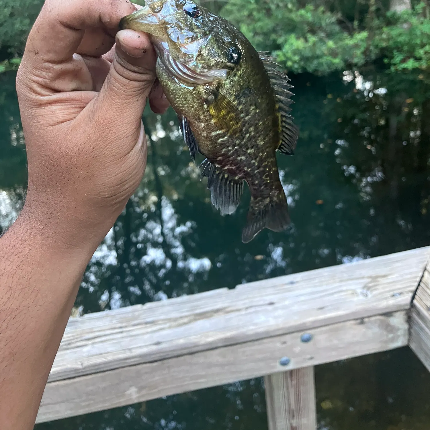 The most recent Warmouth catches on Fishbrain