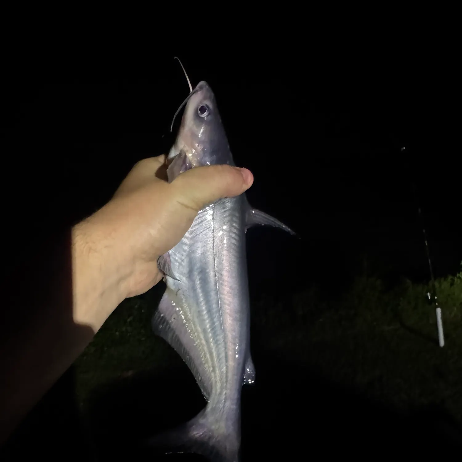 Blue catfish caught on Fishbrain