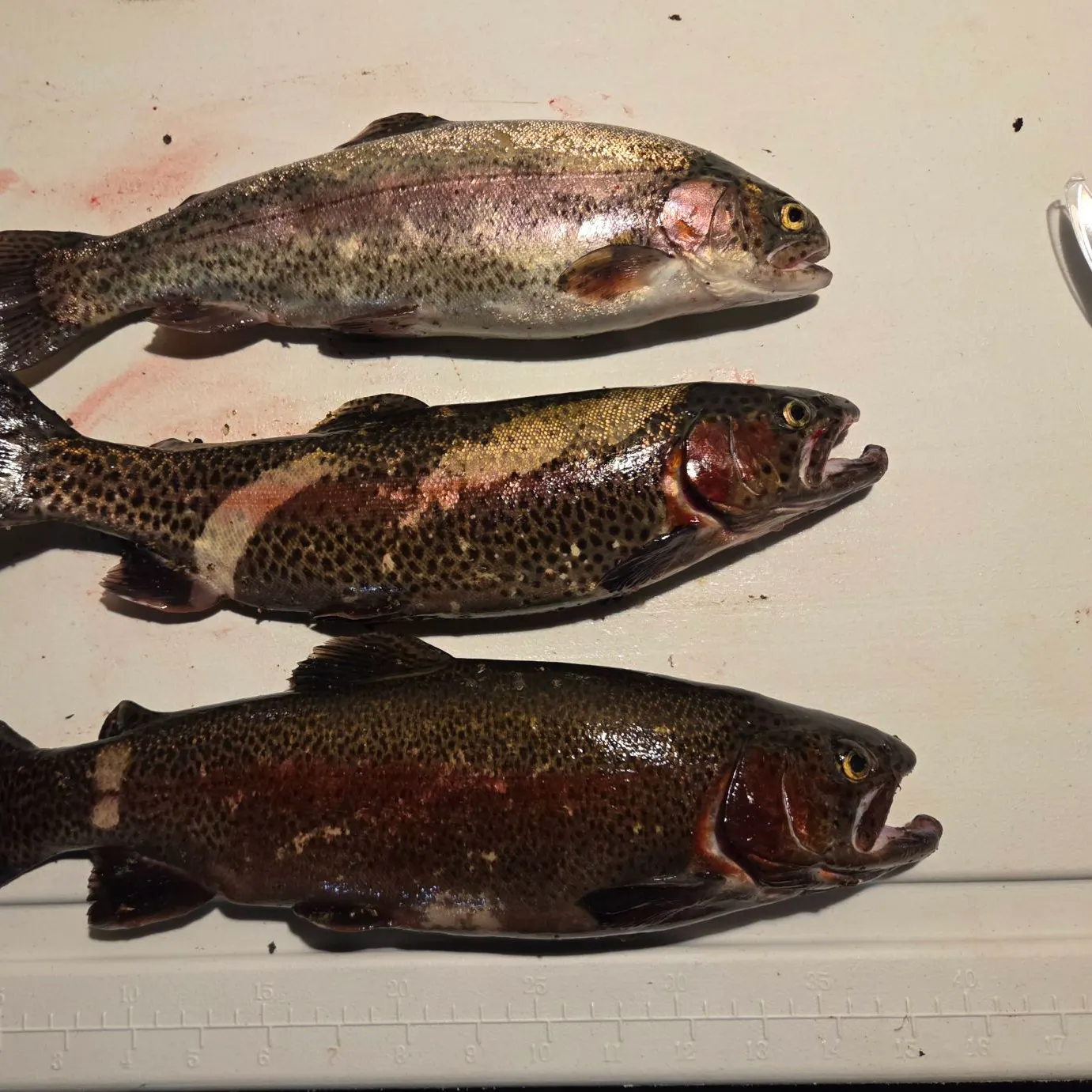 Rainbow trout caught on Fishbrain