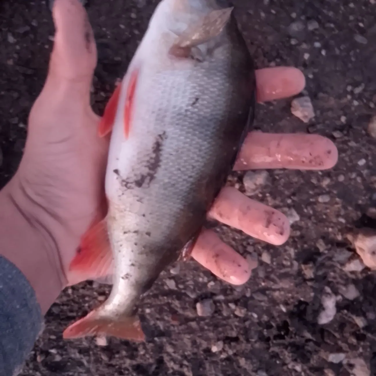 European perch caught on Fishbrain
