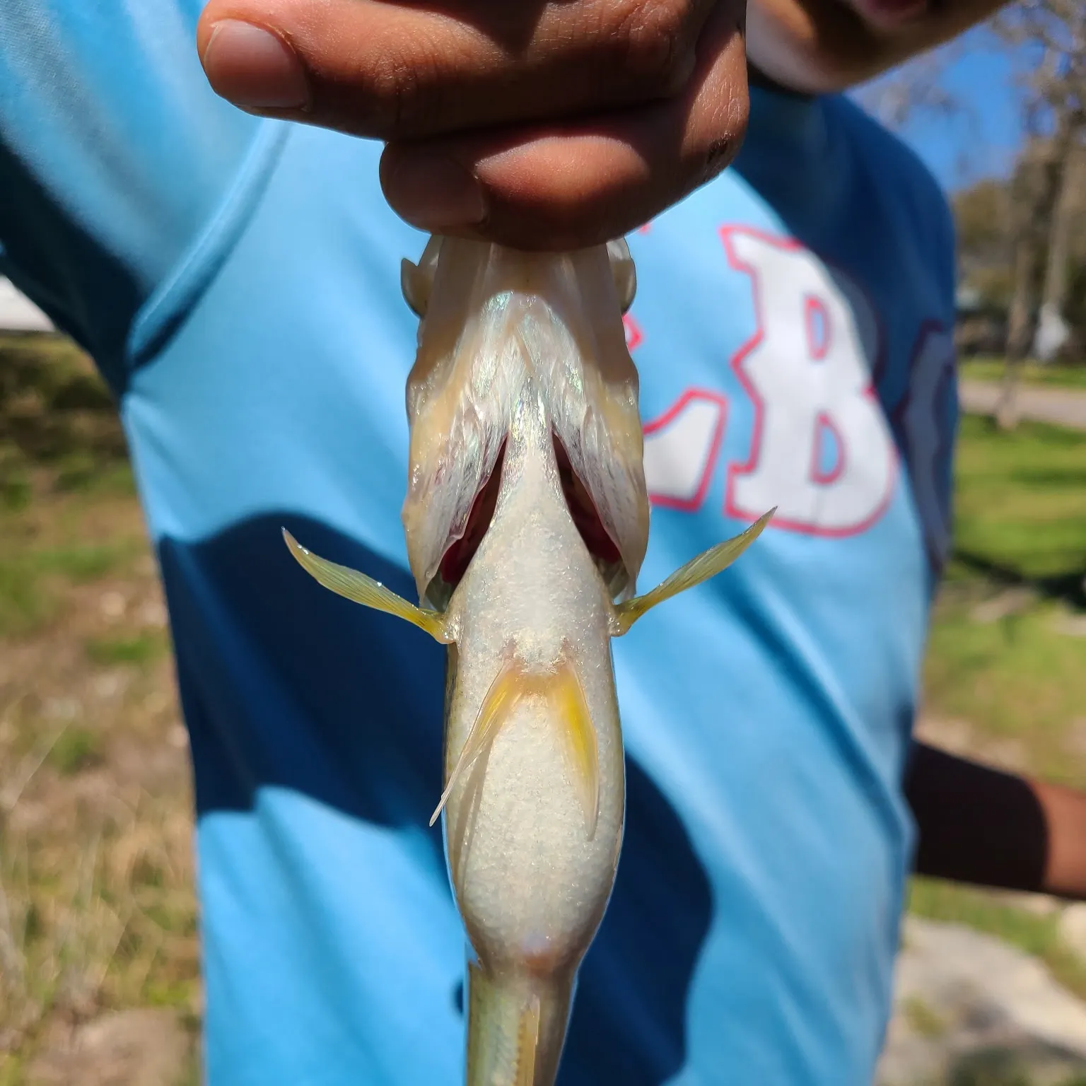 The most recent Pallid sturgeon catches on Fishbrain