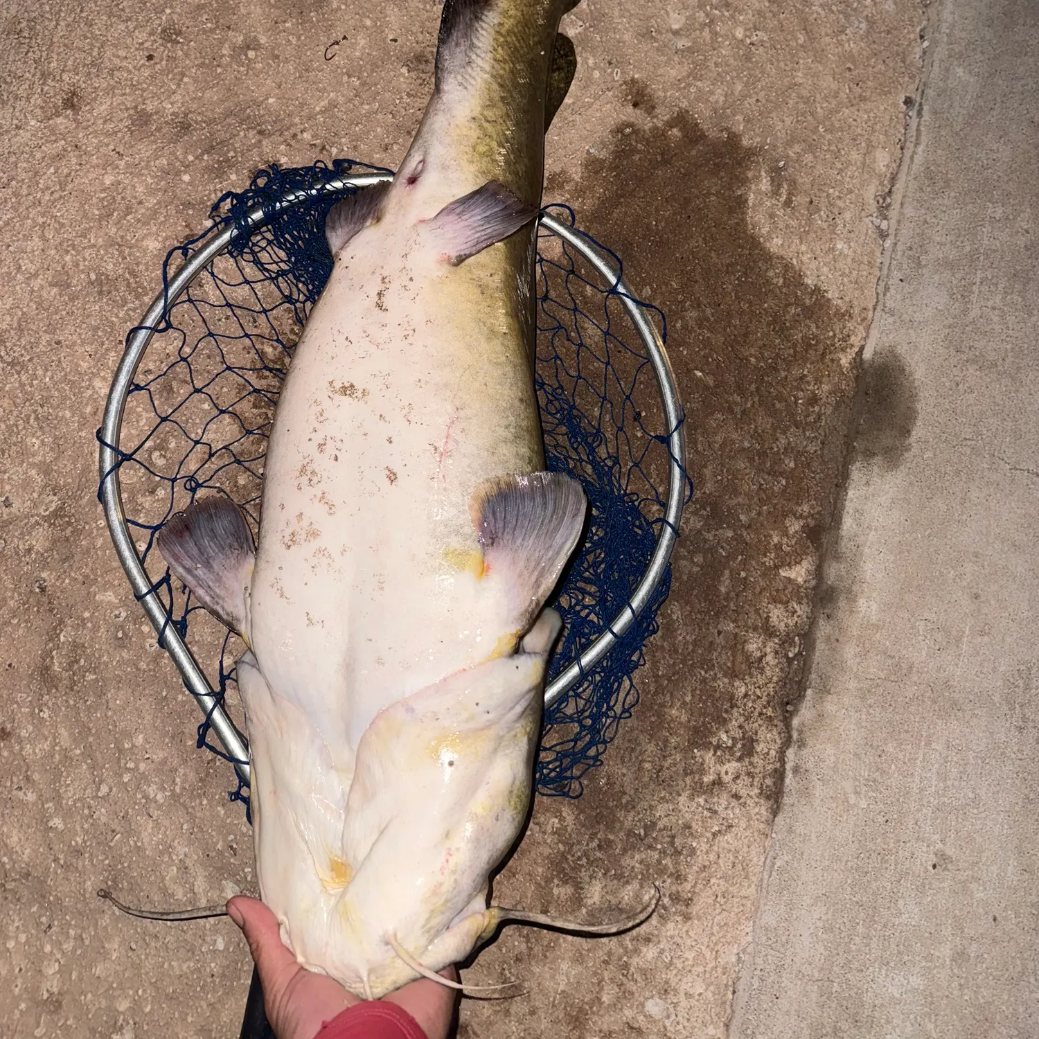 Flathead catfish caught on Fishbrain