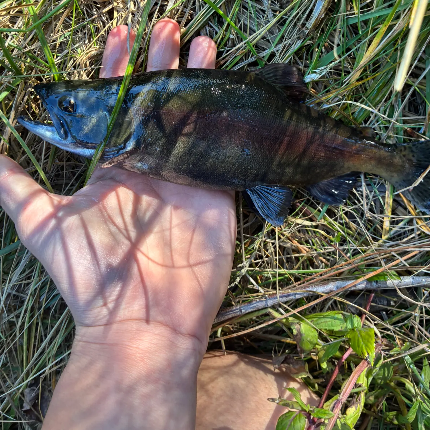 The most recent Sockeye salmon catches on Fishbrain
