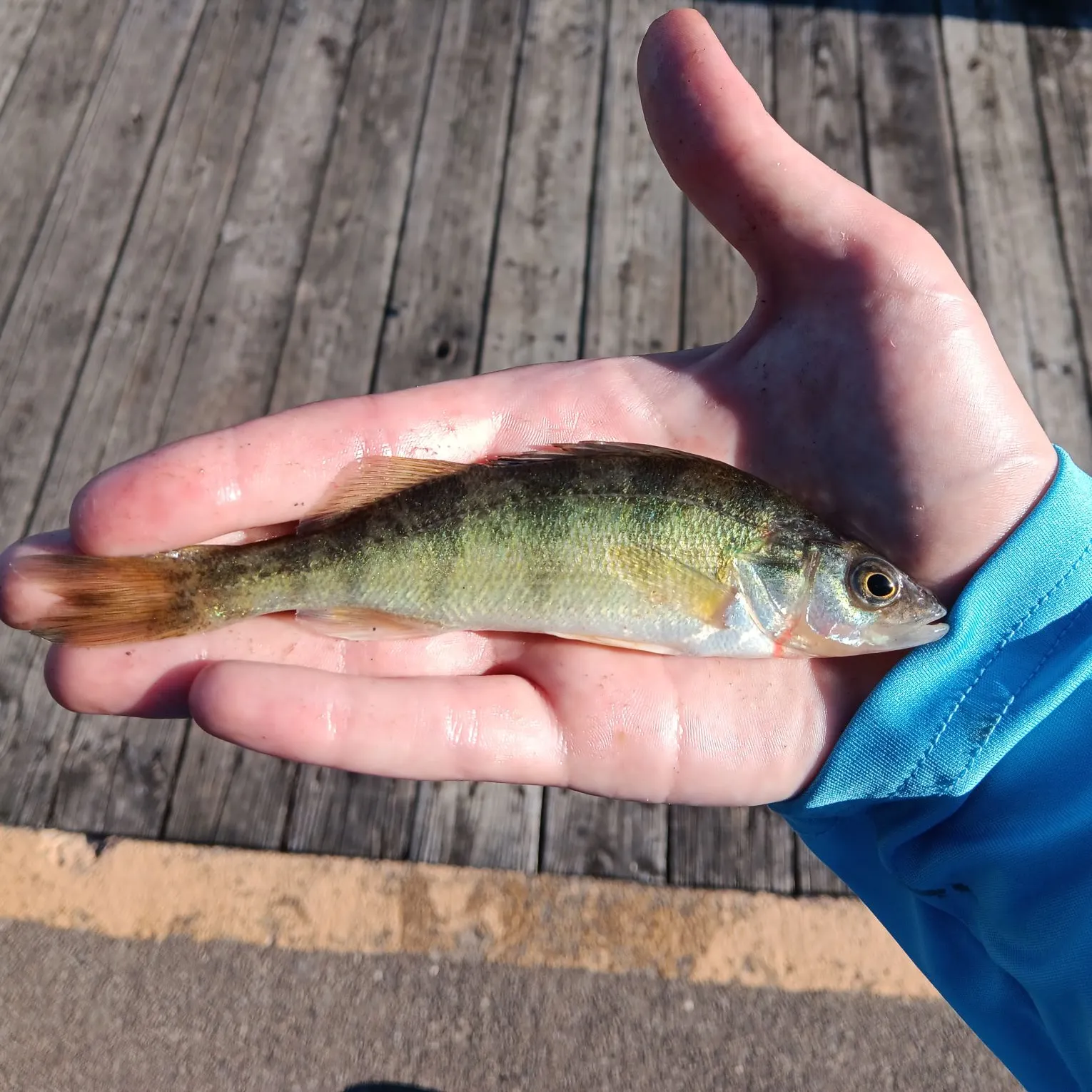 Yellow perch caught on Fishbrain
