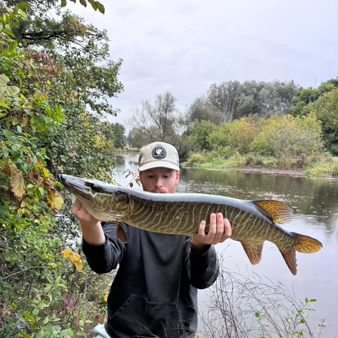 Tiger muskie caught on Fishbrain
