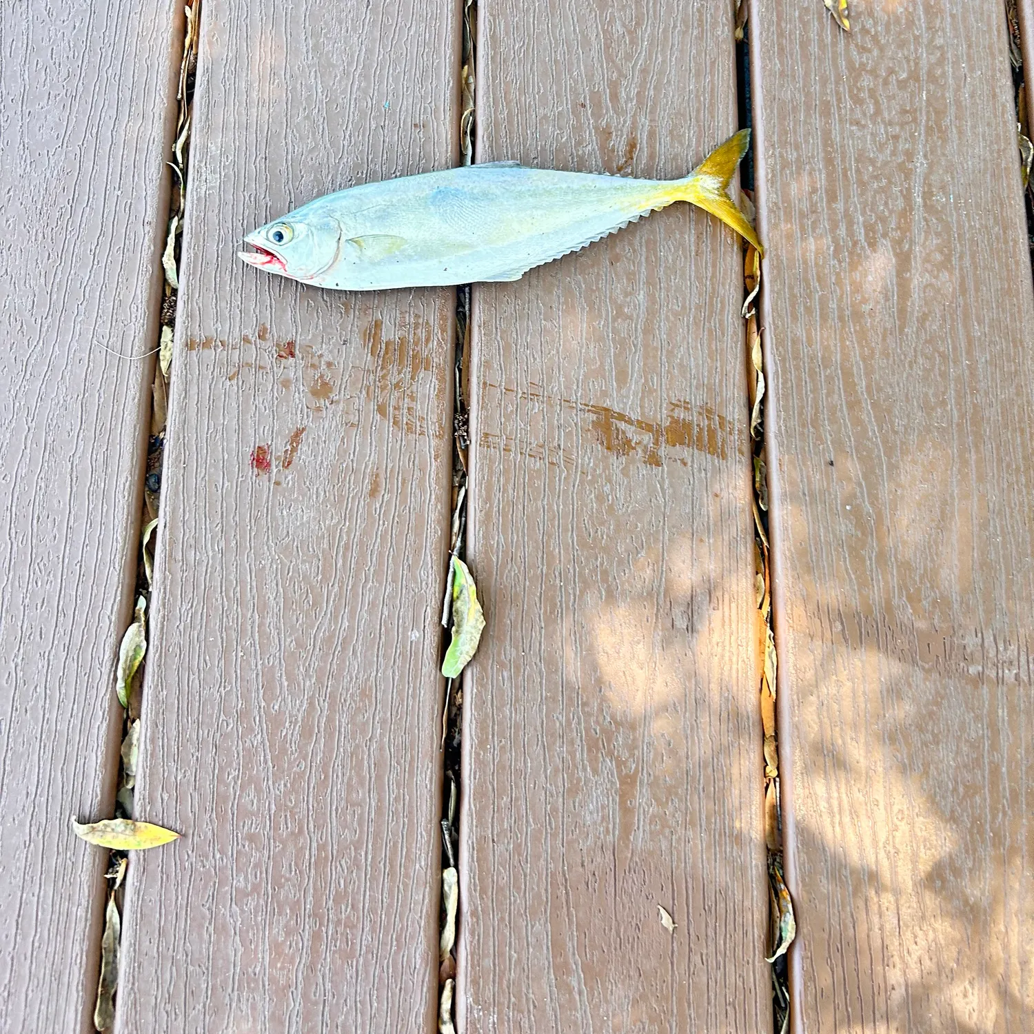 most liked catch image
