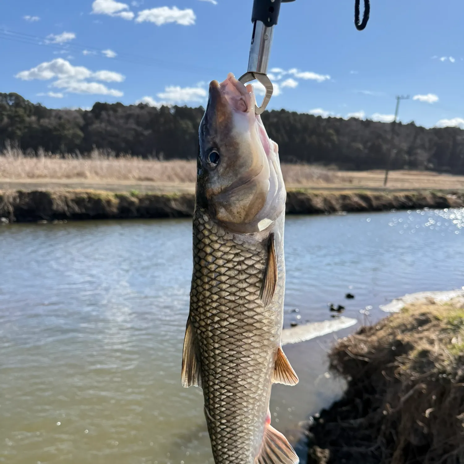 The most recent Barbel steed catches on Fishbrain