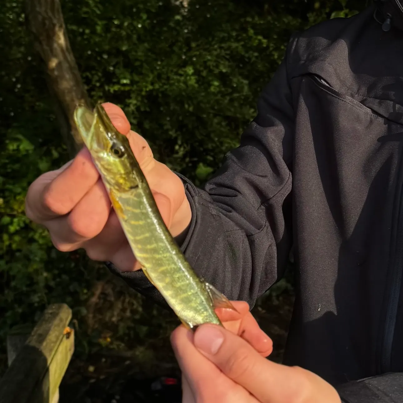 Northern pike caught on Fishbrain