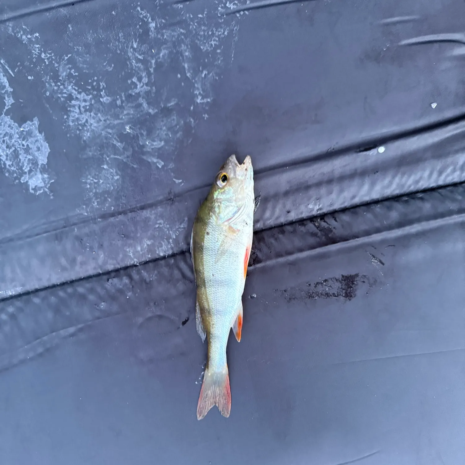 European perch caught on Fishbrain