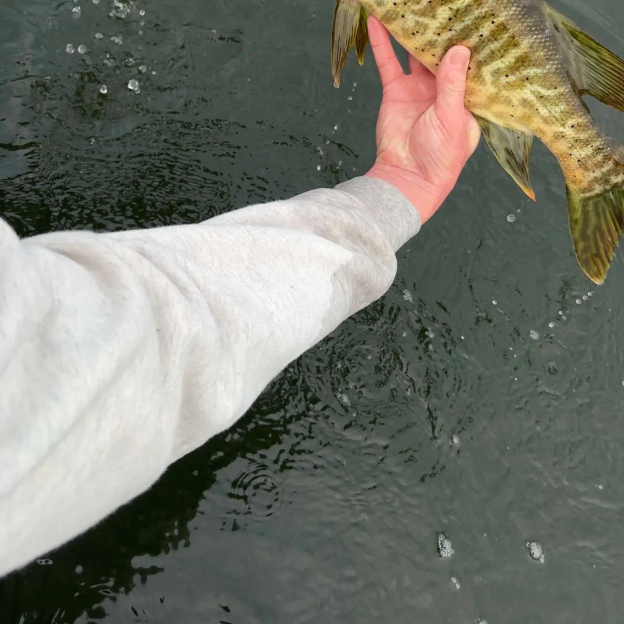 The most recent Muskellunge catches on Fishbrain