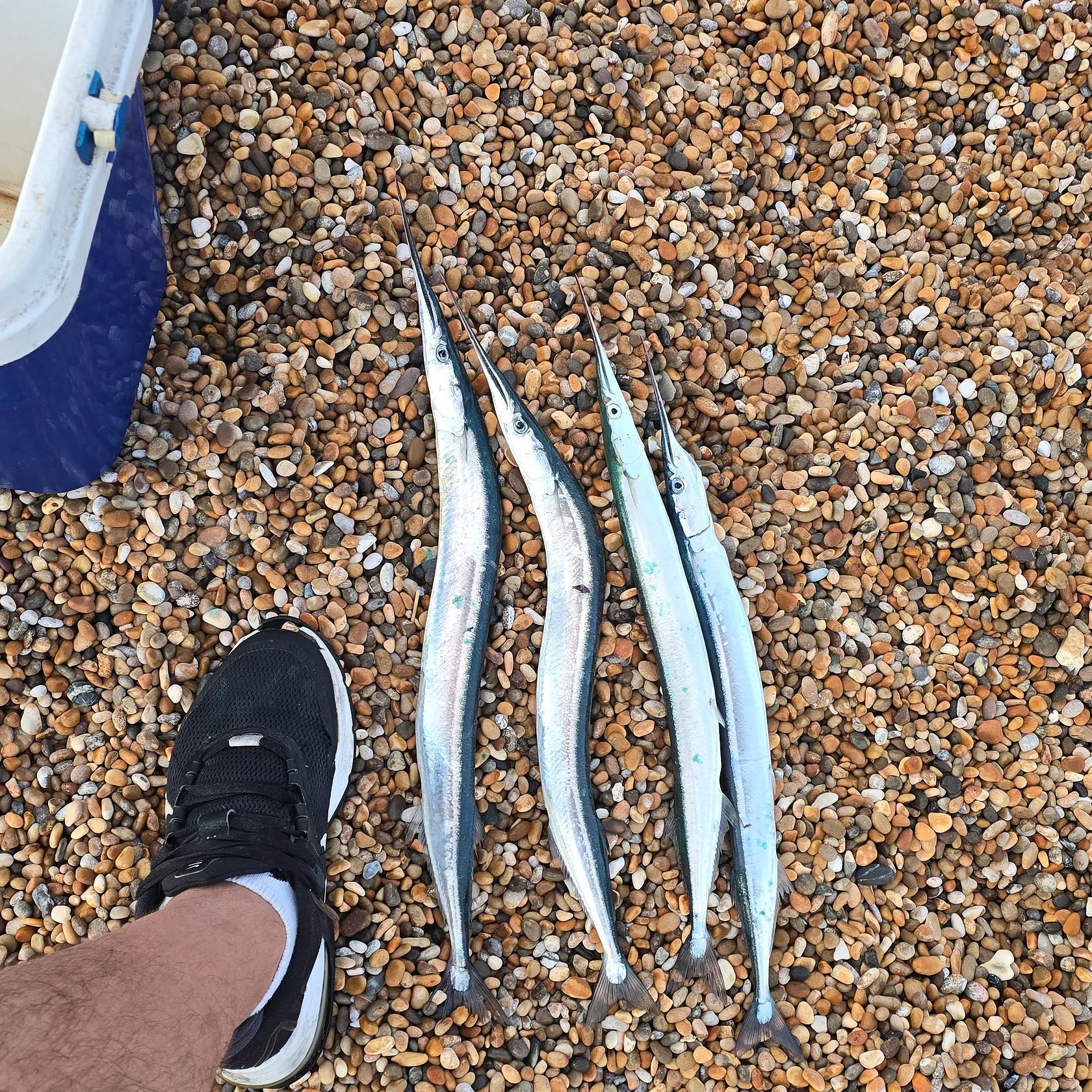 European garfish caught on Fishbrain
