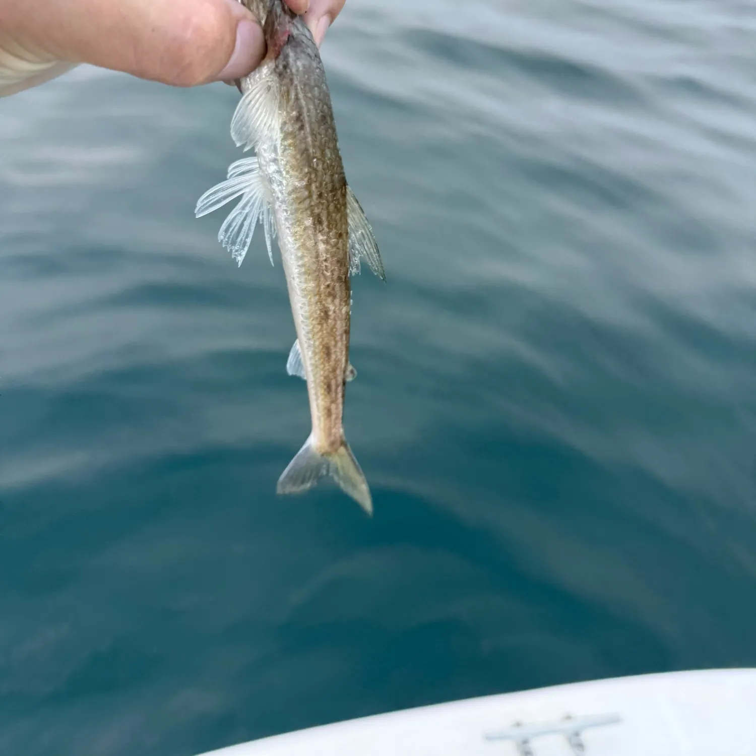 The most recent Offshore lizardfish catches on Fishbrain