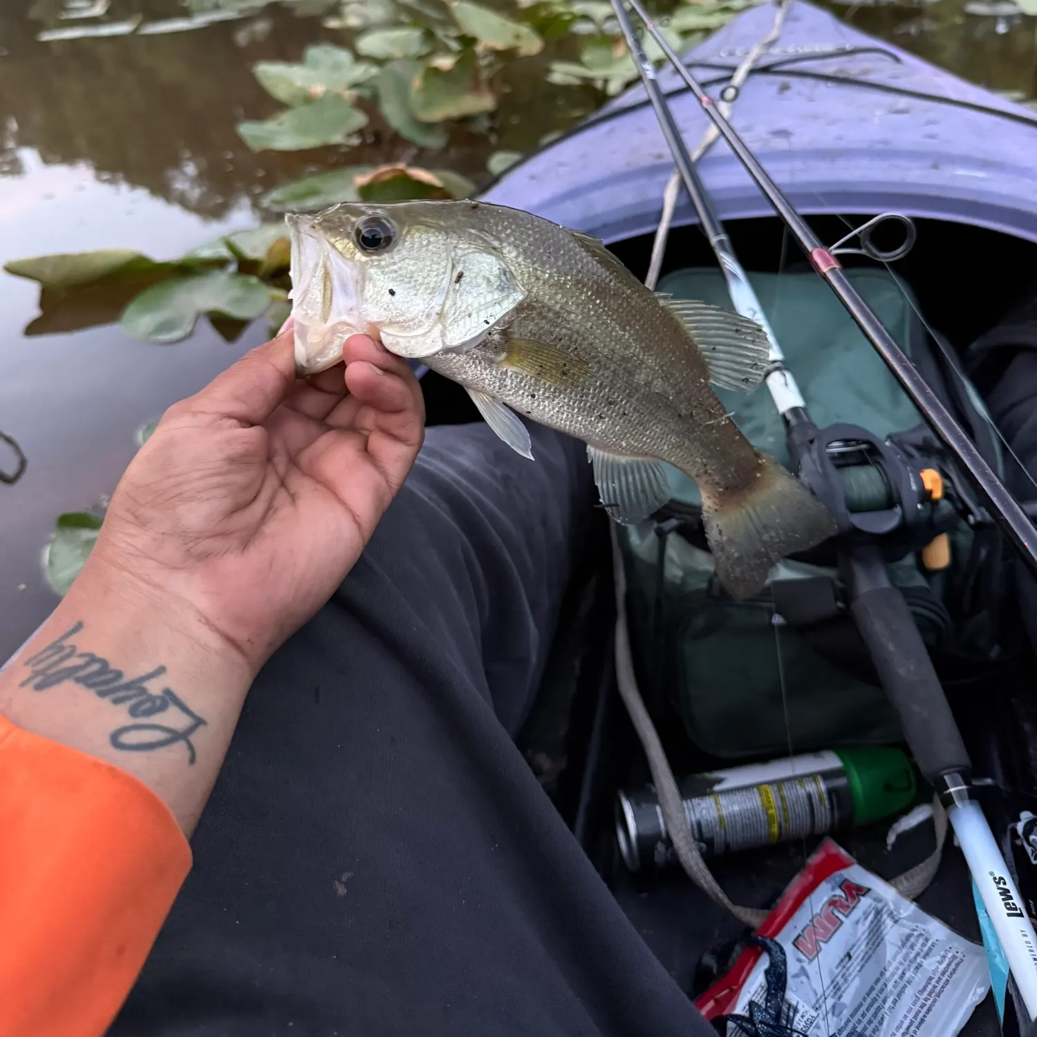 Largemouth bass caught on Fishbrain