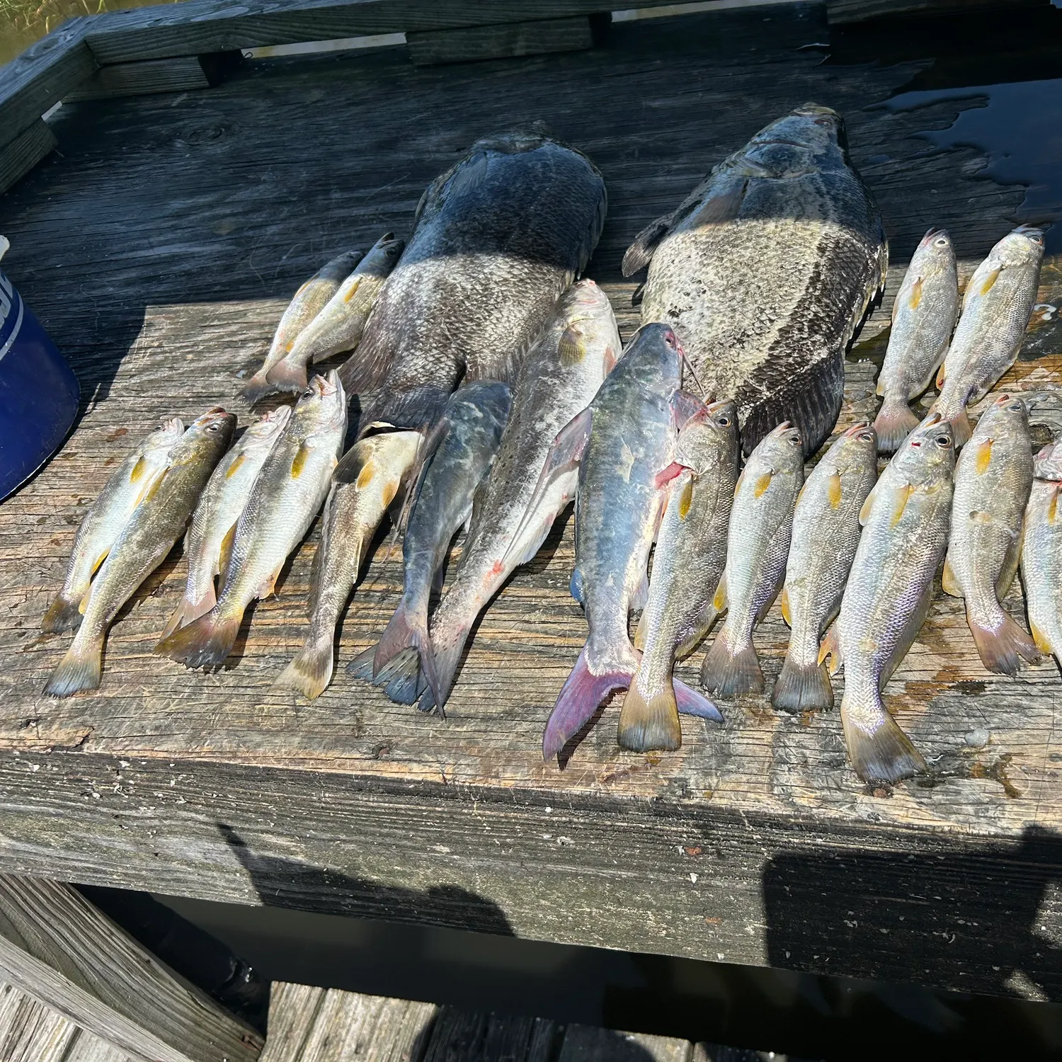 The most recent Atlantic tripletail catches on Fishbrain