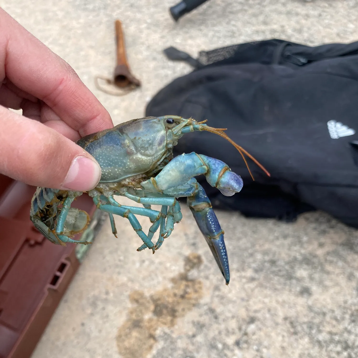 The most recent Signal crayfish catches on Fishbrain