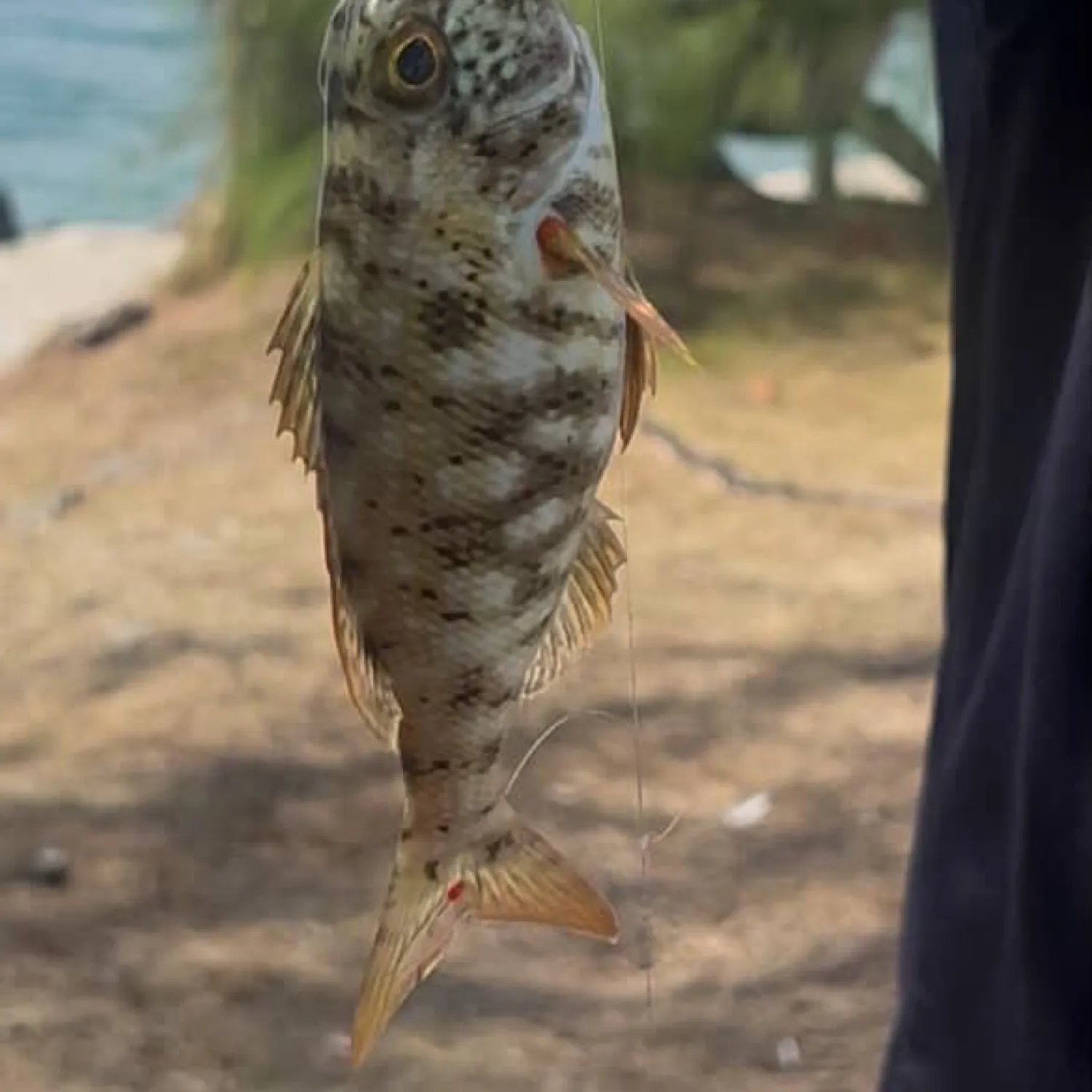 The most recent Yellowlip emperor catches on Fishbrain