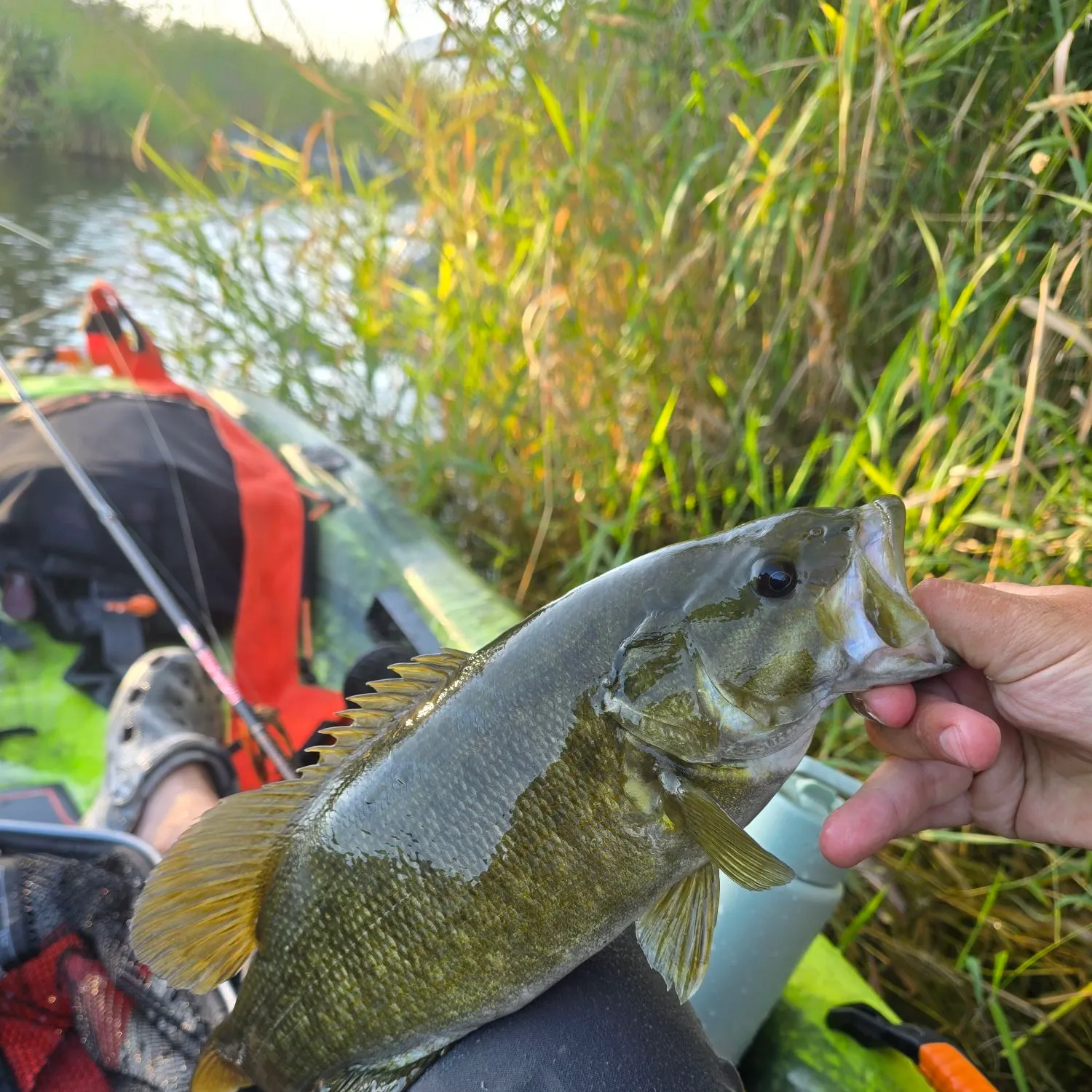 Smallmouth bass caught on Fishbrain