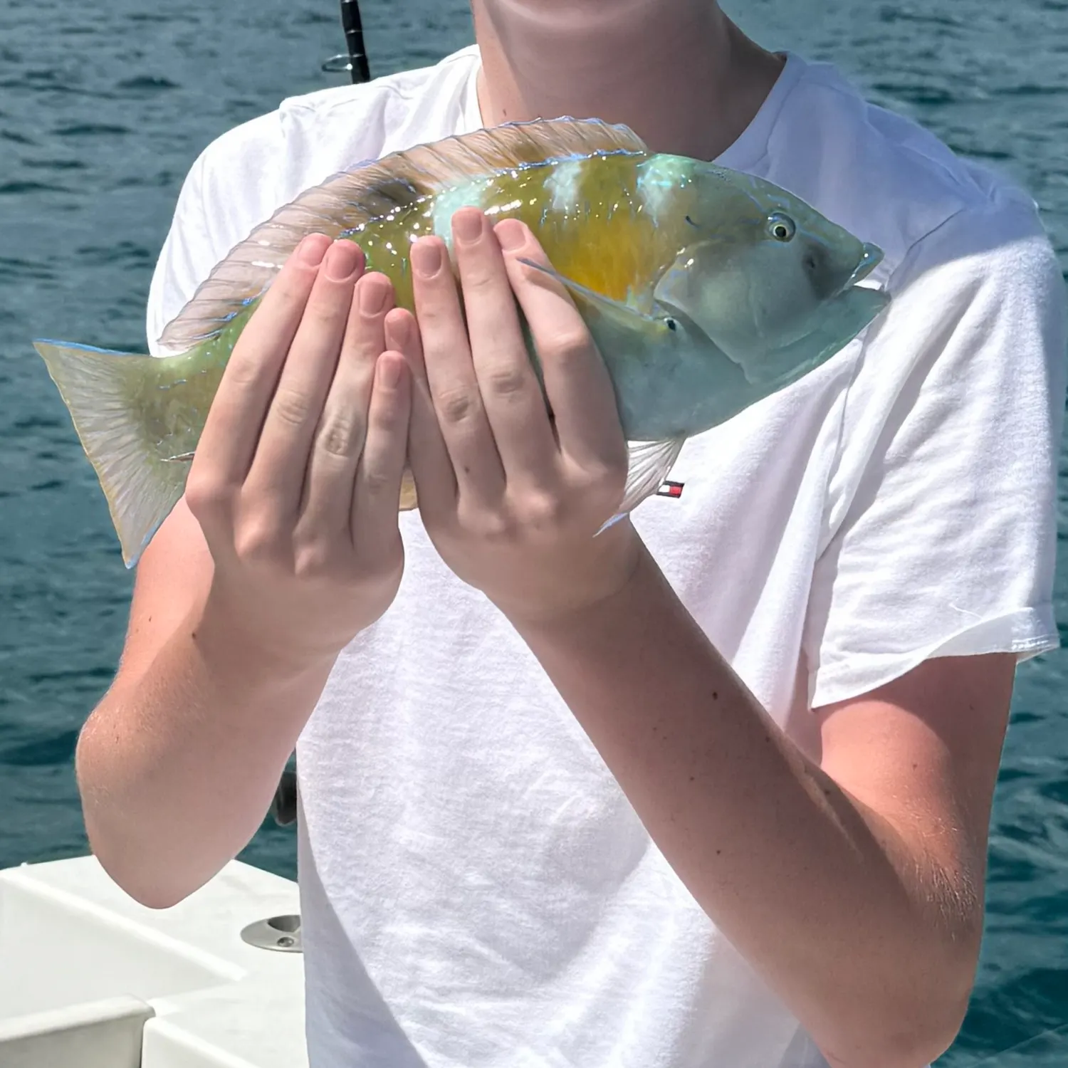 The most recent Daisy parrotfish catches on Fishbrain
